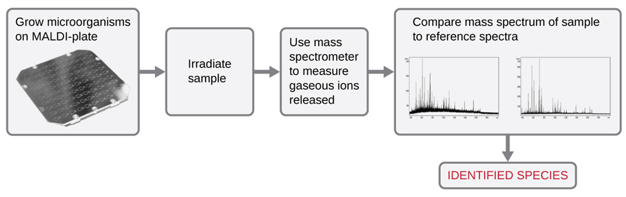 A flowchart. A square plate with a grid of circles is labeled grow microorganisms on MALDI-plate. Then irradiate sample. Then use mass spectrometer to measure gaseous ions released. Then compare mass spectrum of sample to reference spectra; two small graphs are shown here. Then identify species.