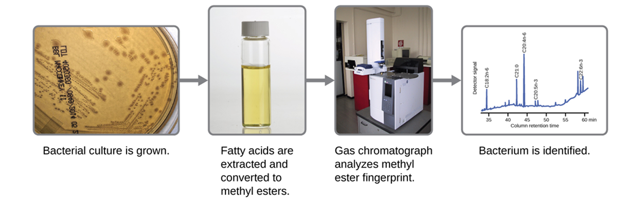 A flowchart. A bacterial culture is grown on an agar plate. Then fatty acids are extracted and converted to methyl esters in a test tube. Then gas chromatography analyzes methyl ester fingerprints showing a chromatography machine. Then bacteria are identified, showing a graph. The X axis of the graph is labeled column retention time. The Y axis is labeled the detector signal. The line has various peaks.