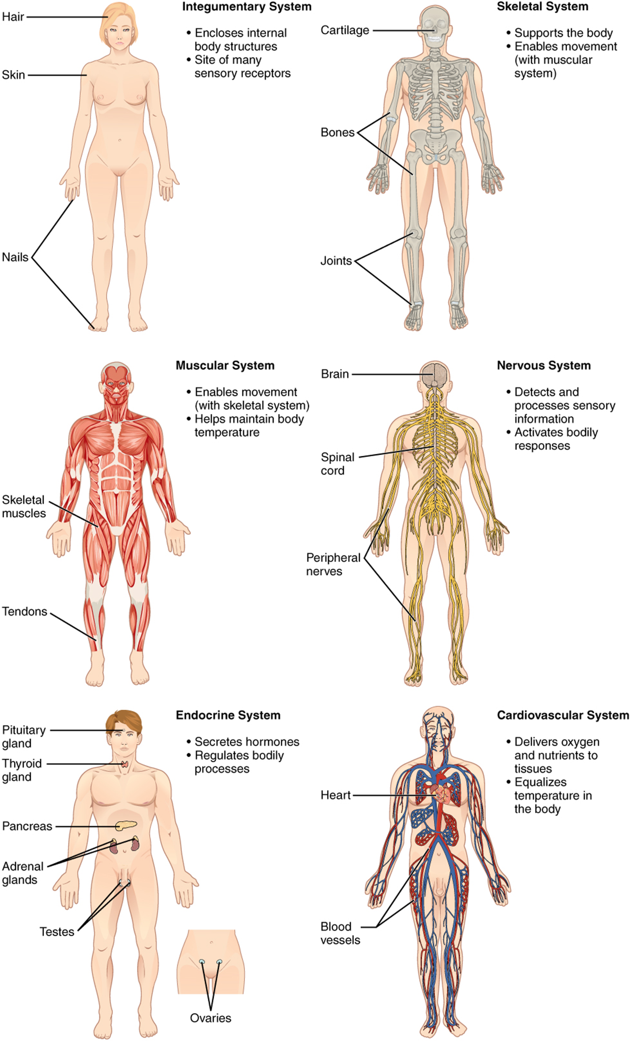 The first six systems of the human body. The integumentary system is identified by the hair, skin, and nails whose primary functions are enclosing internal body structures, and the site of sensory receptors. The skeletal system is identified by cartilage, bones, and joints, whose primary functions are to support the body and enable movement (with the muscular system). The muscular system is identified by skeletal muscles and tendons, whose primary functions are to enable movement (with the skeletal system) and help maintain body temperature.  The nervous system is identified by the brain, spinal cord, and peripheral nerves, whose functions are to detect and process sensory information and activate bodily responses.  The endocrine system is identified by pituitary glands, thyroid glands, pancreas, adrenal glands, testes (male), and ovaries (female), whose functions are to secrete hormones and regulate bodily processes.  The cardiovascular system is identified by the heart and blood vessels, whose functions are to deliver oxygen and nutrients to tissues and equalize the temperature in the body.