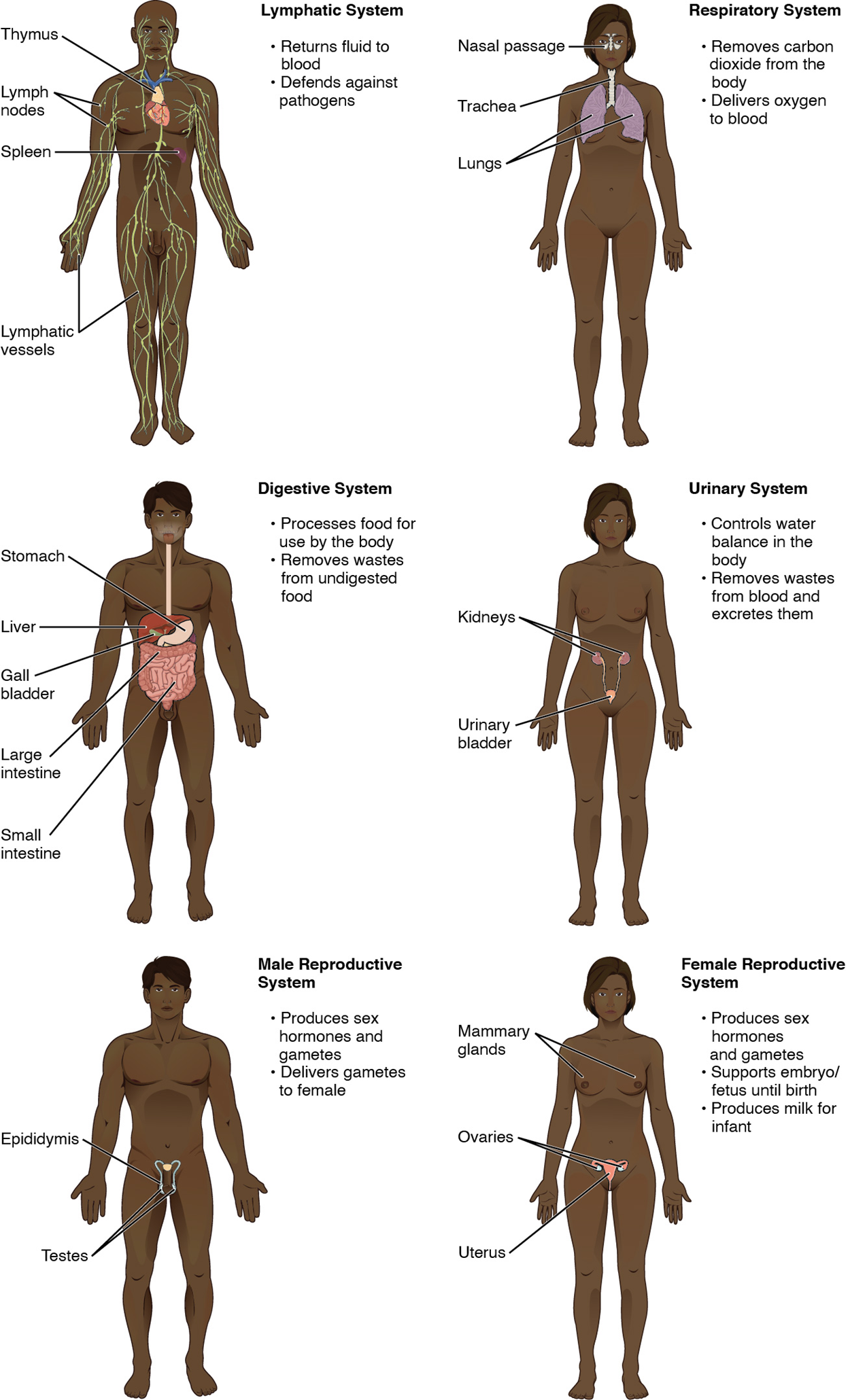 The last five systems of the human body (there are two images for the reproductive system, both male and female). The lymphatic system is identified by the thymus, lymph nodes, spleen, and lymphatic vessels whose primary functions are returning fluid to blood and defending against pathogens. The respiratory system is identified by the nasal passage, trachea, and lungs, whose primary functions are to remove carbon dioxide from the body and deliver oxygen to the blood. The digestive system is identified by the stomach, liver, gallbladder, large intestine, and small intestine, whose primary functions are to process food for use by the body and remove waste from undigested food.  The urinary system is identified by the kidneys and urinary bladder, whose functions are to control the water balance in the body, remove wastes from the blood, and excrete them. The male reproductive system is identified by the epididymis and testes, whose functions are to produce sex hormones and gametes and deliver gametes to the female. And finally, the female reproductive system is identified by the mammary glands, ovaries, and the uterus, whose functions are to produce sex hormones and gametes, support the embryo/fetus until birth, and produce milk for the infant.