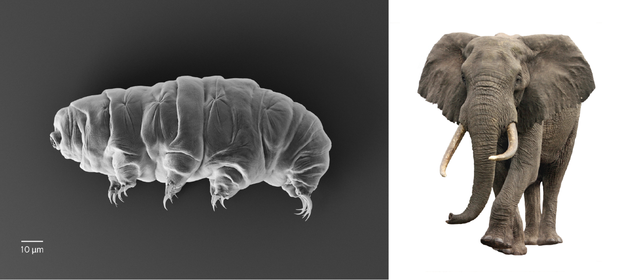 Image on left is a tardigrade commonly referred to as a “water bear”. Tardigrades are among the most resilient animals known, being able to survive extreme conditions. They may be viewed under a low-power microscope.  On the right is an African elephant that can grow to 11 feet tall and weigh almost 6 tons.