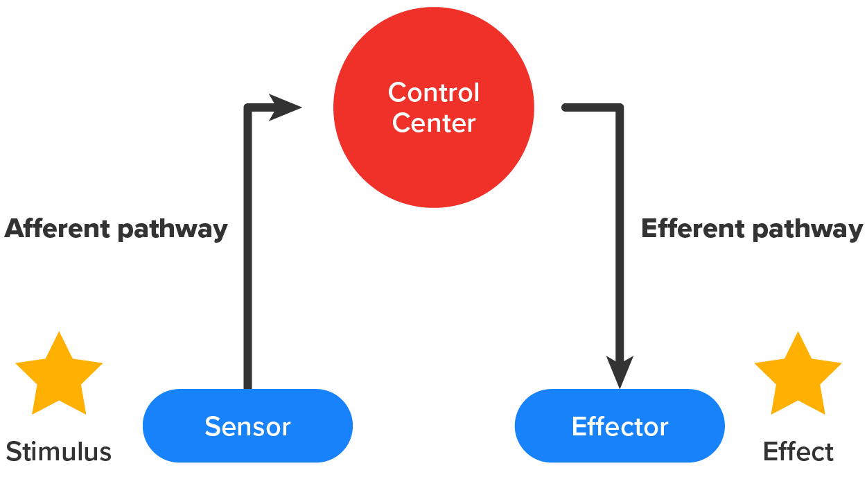 An illustration of a generic homeostatic arc in which a stimulus is detected by the sensor and is sent along the afferent pathway to the control center where it is processed to determine if a response is needed. If so, a signal is sent along the efferent pathway to the effector cell, which executes the appropriate change in the physiological condition to restore homeostasis.