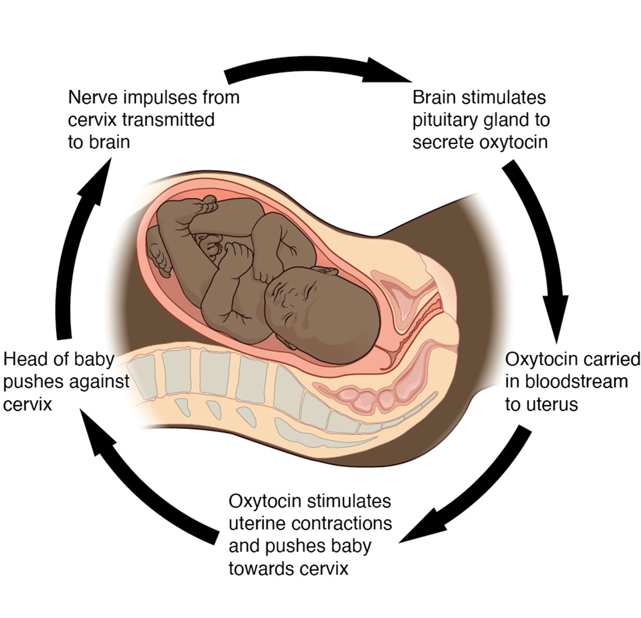 An illustration of a positive feedback loop during child birth. The loop contains the following steps: Nerve impulses from the cervix are transmitted to the brain, the Brain stimulates the pituitary gland to secrete oxytocin, Oxytocin is carried in the bloodstream to the uterus, Oxytocin stimulates uterine contractions and pushes the baby towards the cervix, the Head of the baby pushes against cervix.  The loop continues until childbirth is complete.