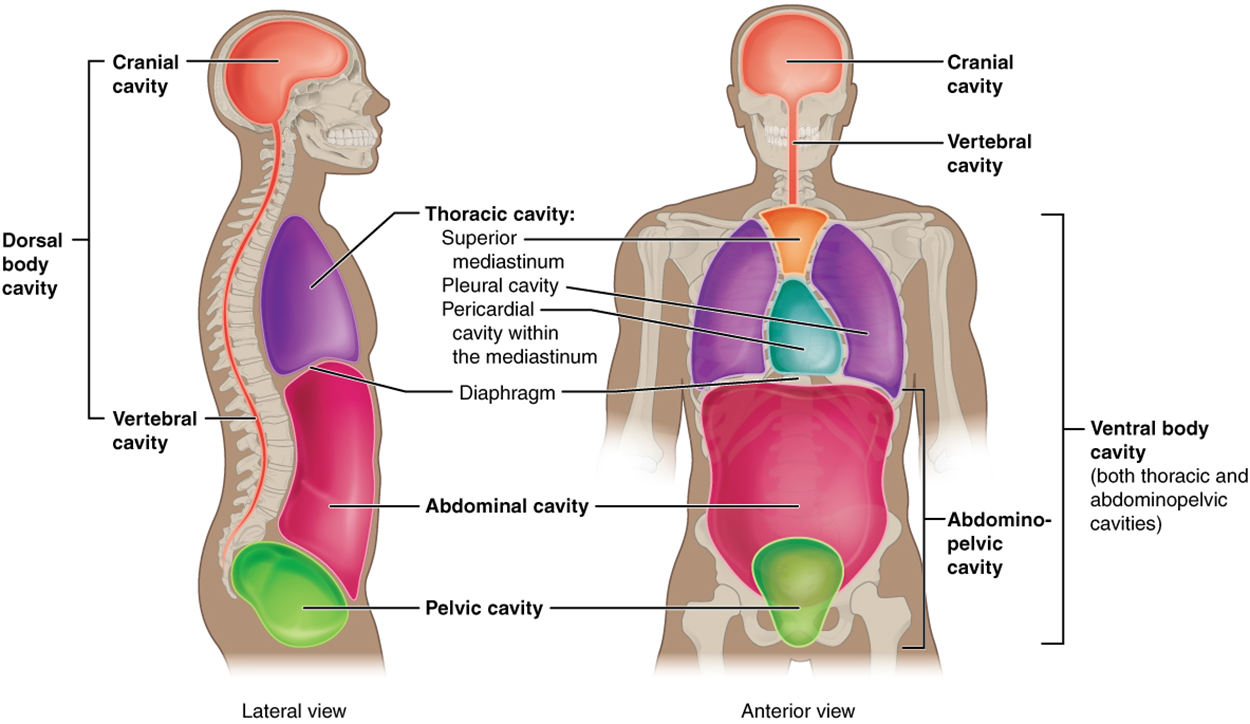 Image of two body illustrations one lateral view and one anterior view.  The lateral view contains labels for the dorsal body cavity (including the cranial and vertebral cavities) the thoracic cavity (including the diaphragm), the abdominal cavity, and the pelvic cavity. The anterior view contains labels for the cranial cavity, vertebral cavity, thoracic cavity (including superior mediastinum, pleural cavity, the pericardial cavity within the mediastinum, and the diaphragm), the ventral body cavity (both thoracic and abdominopelvic), the abdominal-pelvic cavity, the abdominal cavity, and pelvic cavity.