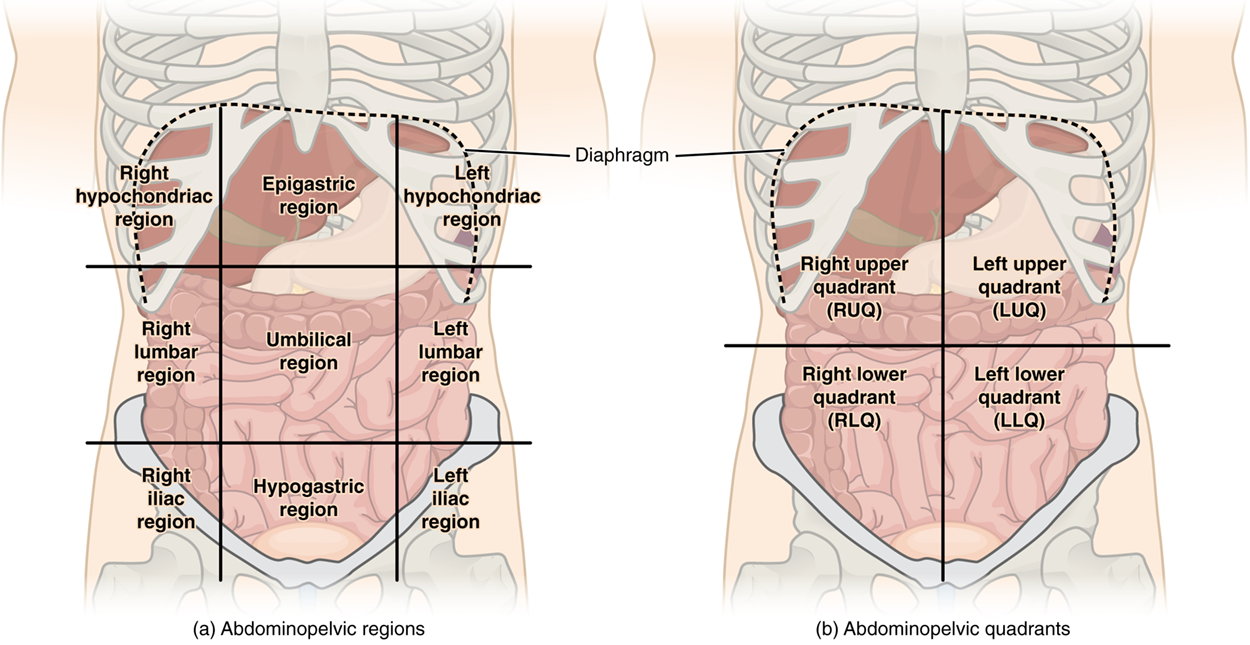Two identical illustrations of the abdominopelvic region, one contains nine regions (abdominal regions) and the other four quadrants (abdominal quadrants).  Listed in the abdominal regions starting at the top and left to right include: the right hypochondriac region, epigastric region, left hypochondriac region, (middle from left to right) right lumbar region, umbilical region, left lumbar region, (bottom from left to right) right iliac region, hypogastric region, and left iliac region.  Listed in the abdominal quadrants starting on top and left to right include: the right upper quadrant (RUQ), left upper quadrant (LUQ), (bottom from left to right) right lower quadrant (RLQ), and left lower quadrant (LLQ).