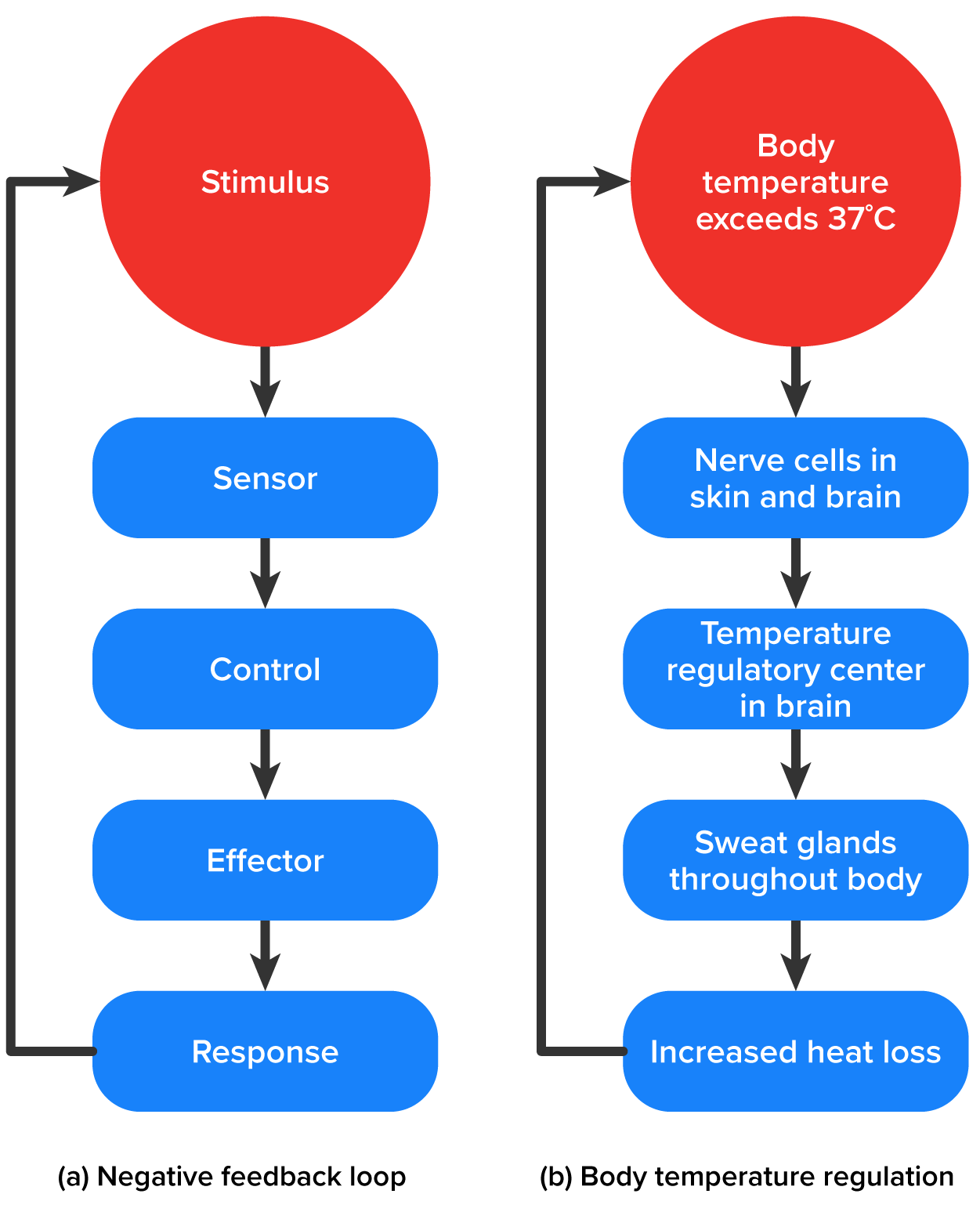 An illustration of a negative feedback loop and a body regulation loop. In the negative feedback loop, a stimulus is detected by the sensor and is sent to the control center, then to the effector, and then a response happens. In the body temperature regulation loop, the stimulus is that the body exceeds 37oC detected by the nerve cells in the skin and brain. The signal is sent to the temperature regulatory center in the brain. The sweat glands activate throughout the body and thus increase heat loss.