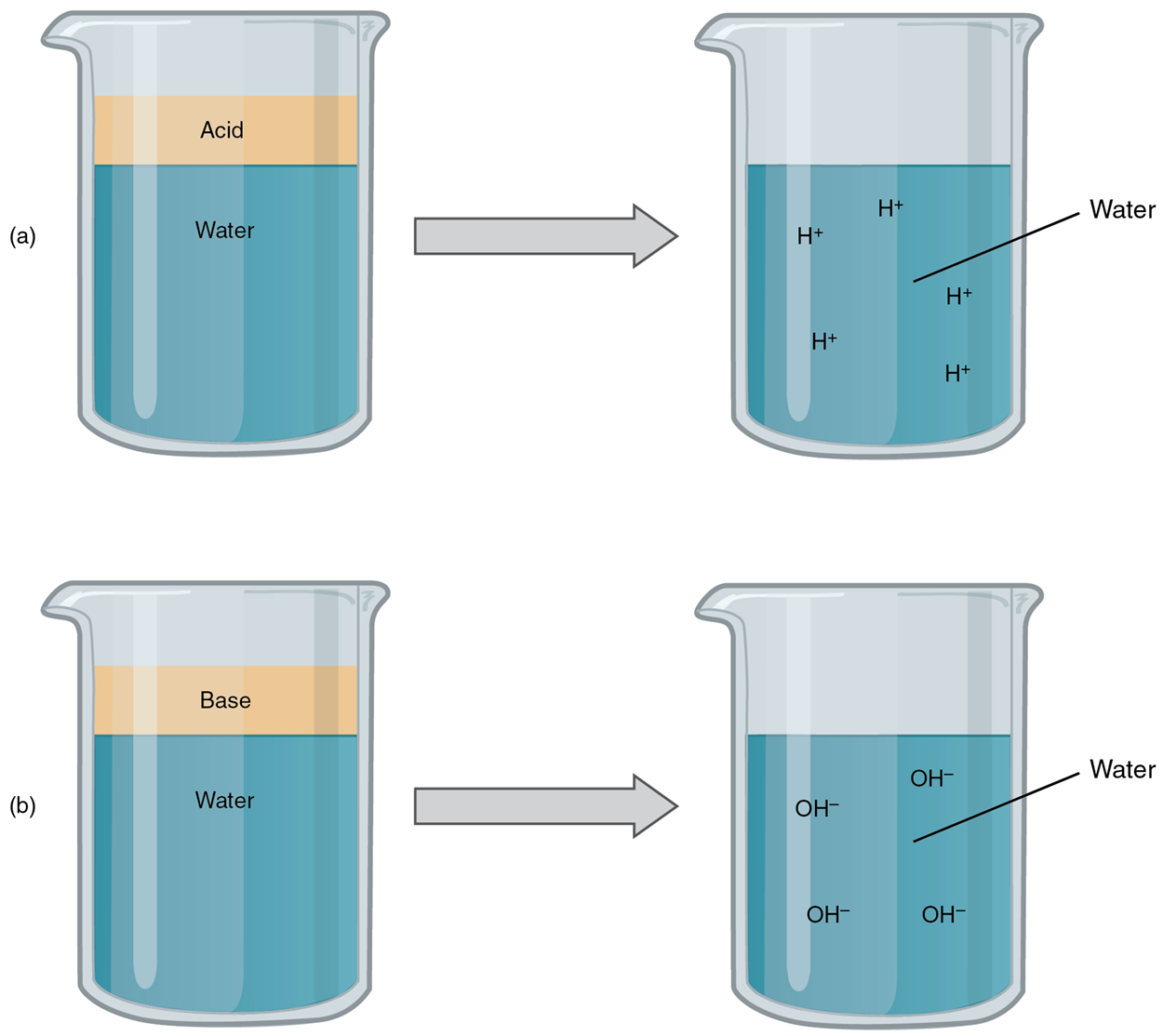 The diagram shows beakers, one where an acid releases H+ ions into solution and another where a base releases OH- ions into solution.