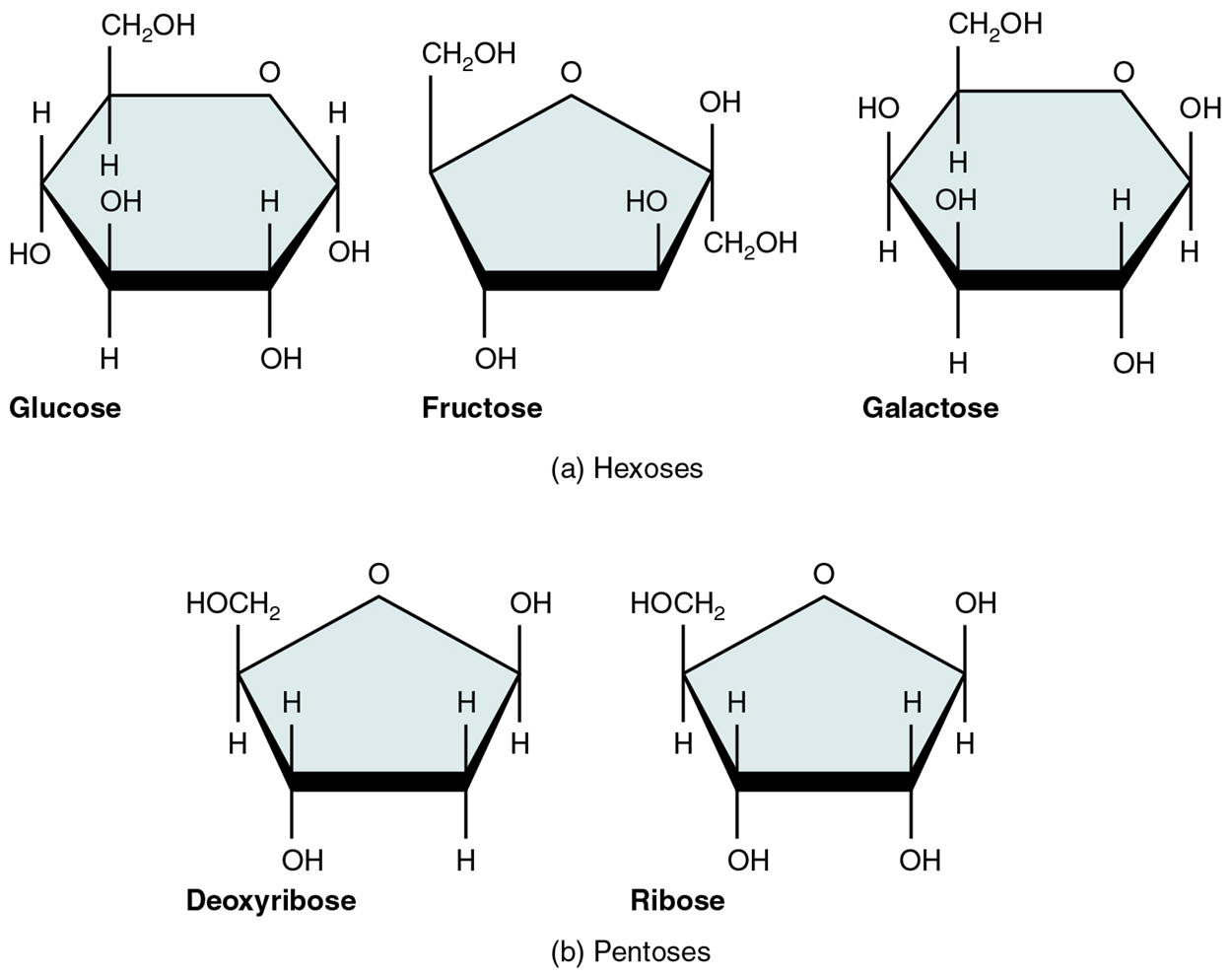 This figure shows the molecular structure of glucose, fructose, galactose, deoxyribose, and ribose.