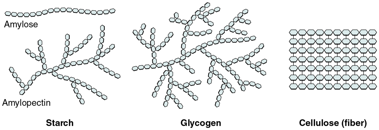 This figure shows the molecular structure of starch, glycogen, and cellulose.