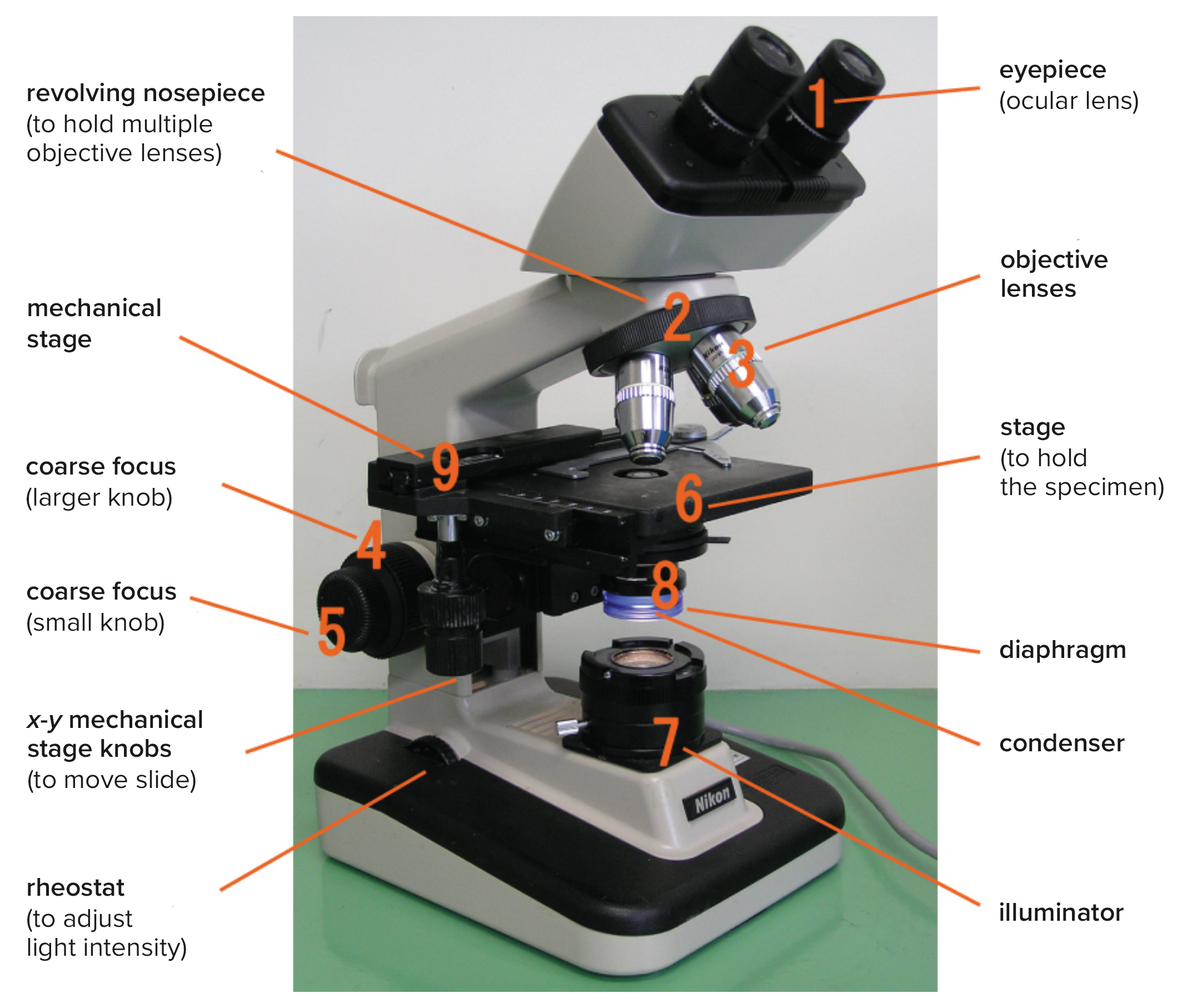 A photo of a microscope is shown. The base contains a light source (the illuminator, 7) and a knob to adjust light intensity (rheostat). Attached at one end of the base is an arm with a stage (9) to hold the specimen projecting out halfway up the arm. The center of the stage has an opening to allow light from the illuminator through. Below this opening are the diaphragm and condenser (8). Above this opening are four lenses (objective lenses, 3) on a revolving nose piece (2) that holds multiple objectives. Above the objective lenses are two eyepieces (1) called the ocular lenses. Attached to the bottom of the stage are two knobs for moving the slide (x-y mechanical stage knobs). On the arm below the stage are 2 knobs for focusing the image. The larger knob (4) is the coarse focus, and the smaller knob (5) is the fine focus.