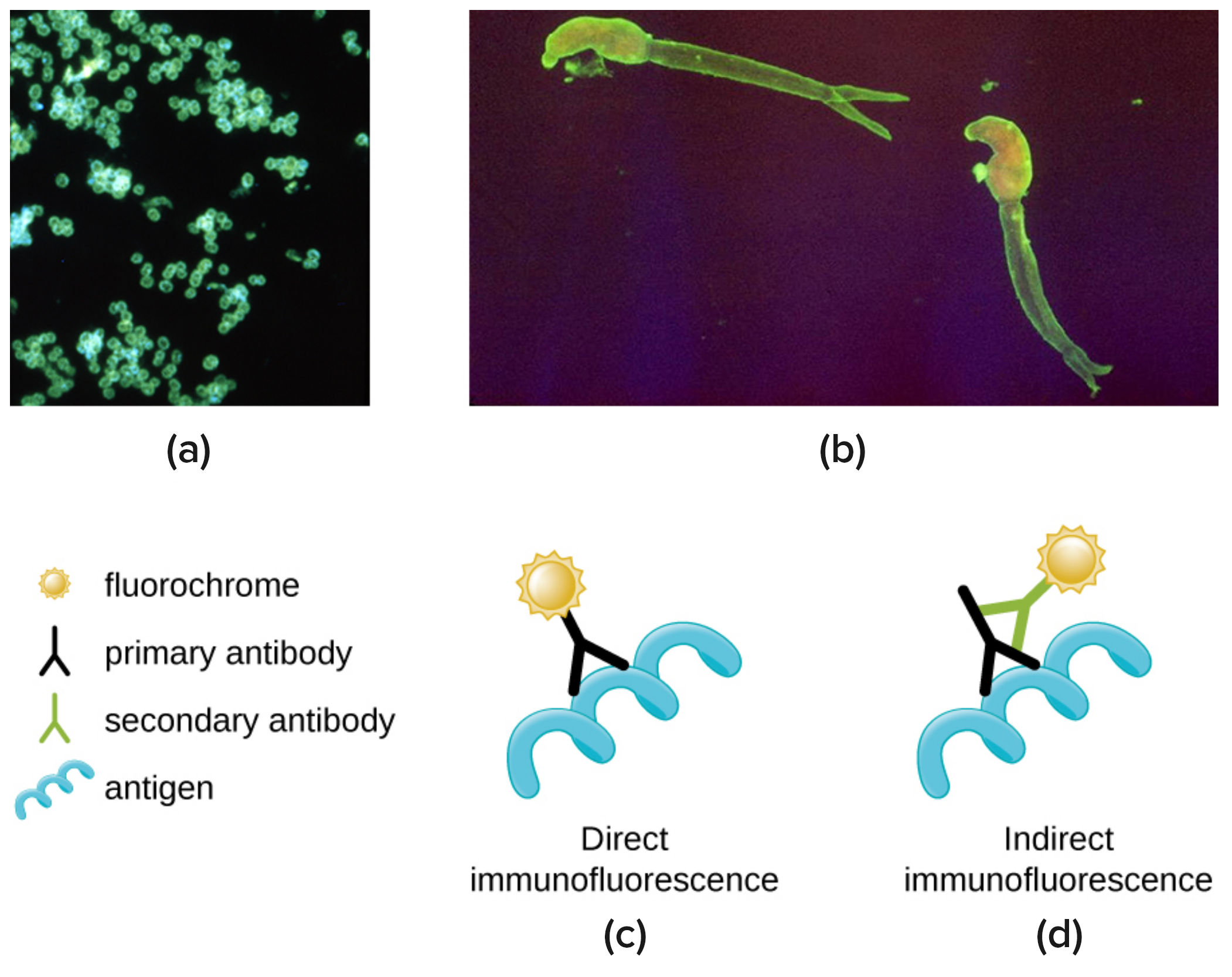 Micrograph (a) shows fluorescent green spheres on a black background. Micrograph b shows fluorescent worm shapes on a black background. Diagram c depicts the process of direct immunofluorescence. In direct immunofluorescence, a fluorochrome is attached to a primary antibody and the primary antibody is attached to the antigen. In indirect immunofluorescence, the fluorochrome is attached to a secondary antibody. The secondary antibody is attached to the primary antibody; and the primary antibody is attached to the antigen.