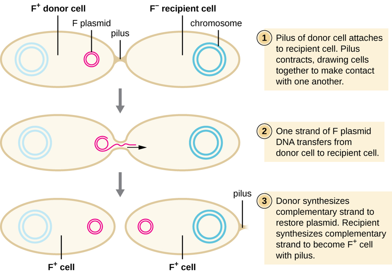 Diagram of conjugation. 1: Pilus of the donor cell attaches to the recipient cell. The donor cell contains a plasmid labeled F plasmid; the cell is labeled F+ donor cell. The recipient cell is labeled F- recipient cell and does not contain a plasmid. A bridge between them is labeled pilus. 2: Pilus contracts, drawing cells together to make contact with one another. 3: One strand of F plasmid DNA transfers from the donor cell to the recipient cell. 4: Donor synthesizes complementary strand to restore plasmid. The recipient synthesizes complementary strands to become an F+ cell with the ability to produce a pilus. Both cells are now labeled F+ and contain a small circular plasmid.