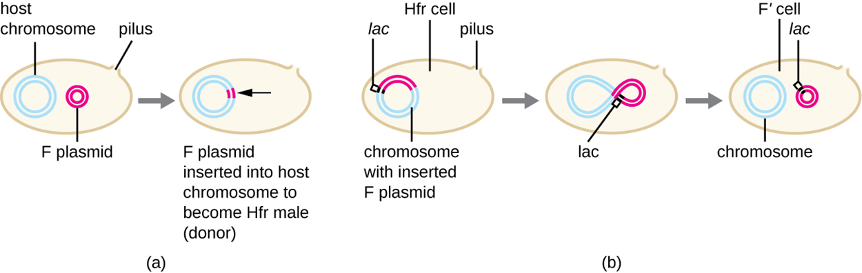 A cell contains host chromosome (large loop of DNA), F plasmid (small loop of DNA), and a pilus (projection out of the cell). The F plasmid is inserted into the host chromosome to become Hfr male (donor). When the plasmid is removed from the host chromosome, genes from the chromosome (such as lac) may move from the chromosome to the plasmid. In this case, the cell becomes an F′ cell.