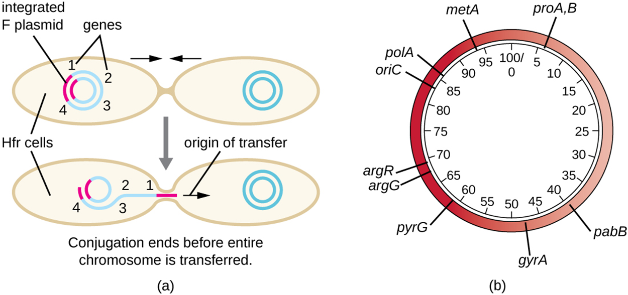 (A) Diagram showing one cell with multiple genes on its chromosome as well as an integrated F plasmid. This cell begins copying and transferring its entire genome but conjugation ends before the entire chromosome is transferred. (B) A sample plasmid showing the variety of genes on the plasmid. Some sample genes include: argG, pabB, metA, argR, polA, and oriC. Numbers in the center of the plasmid indicate the location of genes; these numbers show a plasmid of 1000 bp total.