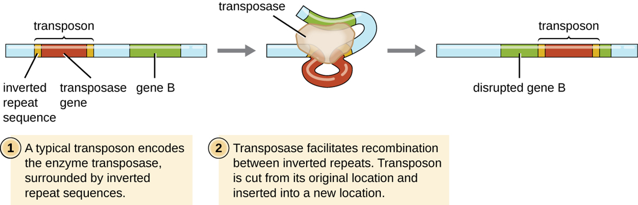 Diagram of a transposon. 1: A typical transposon encodes the enzyme transposase, surrounded by inverted repeat sequences. A segment of the chromosome shows that the transposon is interspersed between genes. The transposon is made of a gene for transposase and small bands labeled inverted repeat sequences on either side of the gene. 2: Transposase facilitates recombination between inverted repeats. Transposon is cut from its original location and inserted into a new location. This is shown by an oval labeled transposase causing the DNA segment to fold upon itself so the inverted repeats are nearly touching. 3: Transposon targets specific sequences in DNA that will be duplicated, forming direct repeats on either side of the inserted transposon sequence. This is shown as the transposon now sitting in the middle of a gene labeled disrupted gene.