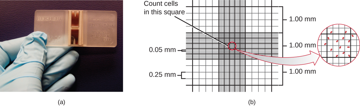 a) A photo of a gloved hand holding a very thick slide with etching across the center of the slide. (B) A diagram of what these etchings look like. The etchings create a grid that has larger squares along the outside (of 0.25 nm) and smaller squares on the inside of 0.05 nm. One can use a microscope to determine the count of cells in the smallest square to determine the titer of the solution.