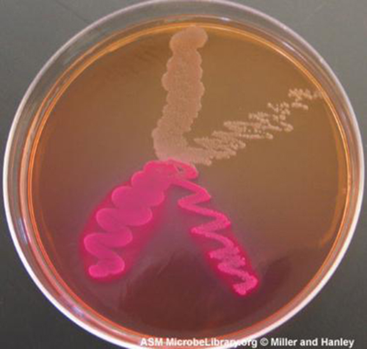 A petri dish of agar has been streaked with two species of bacteria. Each type of bacterium has been streaked in a wavy line in the overall shape of a 