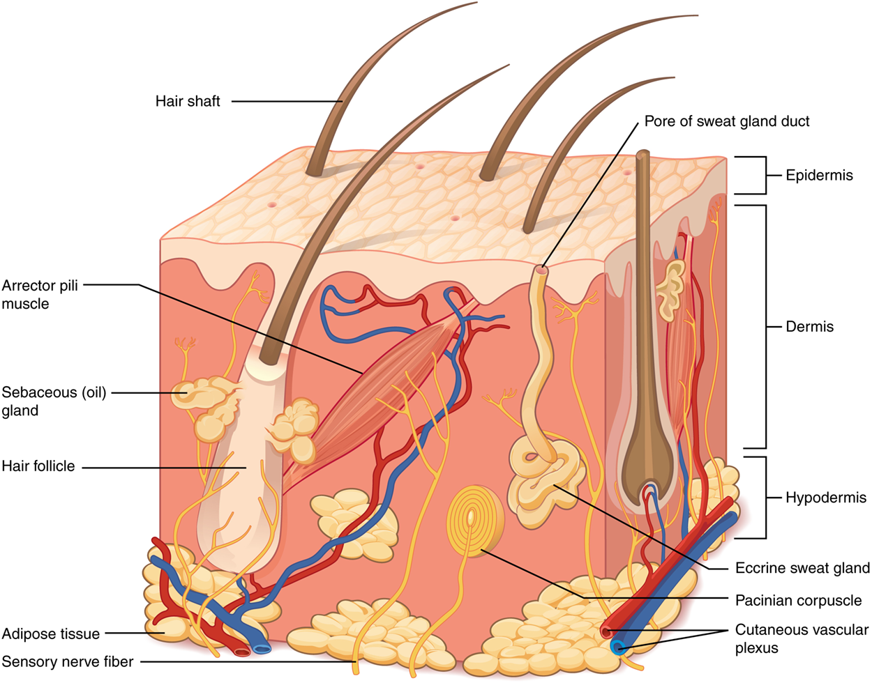 This illustration shows a cross-section of skin tissue. The outermost layer is called the epidermis and occupies one-fifth of the cross-section. Several hairs are emerging from the surface. The epidermis dives around one of the hairs, forming a follicle. The middle layer is called the dermis, which occupies four-fifths of the cross-section. The dermis contains an erector pilli muscle connected to one of the follicles. The dermis also contains an eccrine sweat gland, composed of a bunch of tubules. One tubule travels up from the bunch, through the epidermis, opening onto the surface of a pore. There are two string-like nerves traveling vertically through the dermis. The right nerve is attached to a Pacinian corpuscle, which is a yellow structure consisting of concentric ovals similar to an onion. The lowest level of the skin, the hypodermis, contains fatty tissue, arteries, and veins. Blood vessels travel from the hypodermis and connect to hair follicles and erector pilli muscle in the dermis.