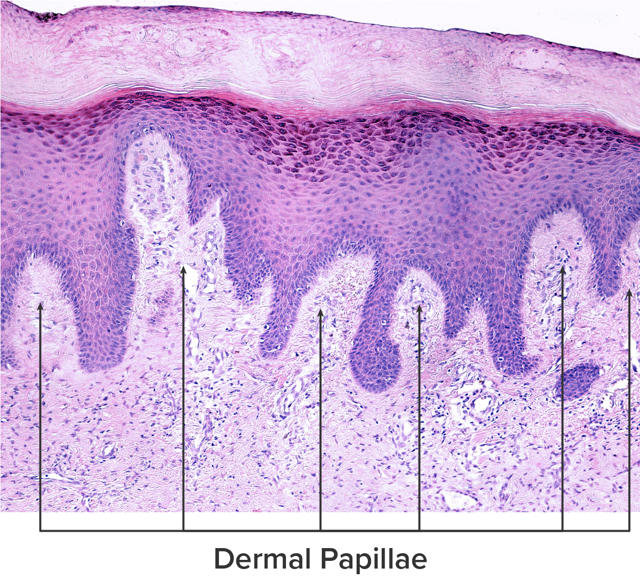 Micrograph of a skin cross-section is shown. Finger-like projections of dermis extend into the epidermis along their boundary