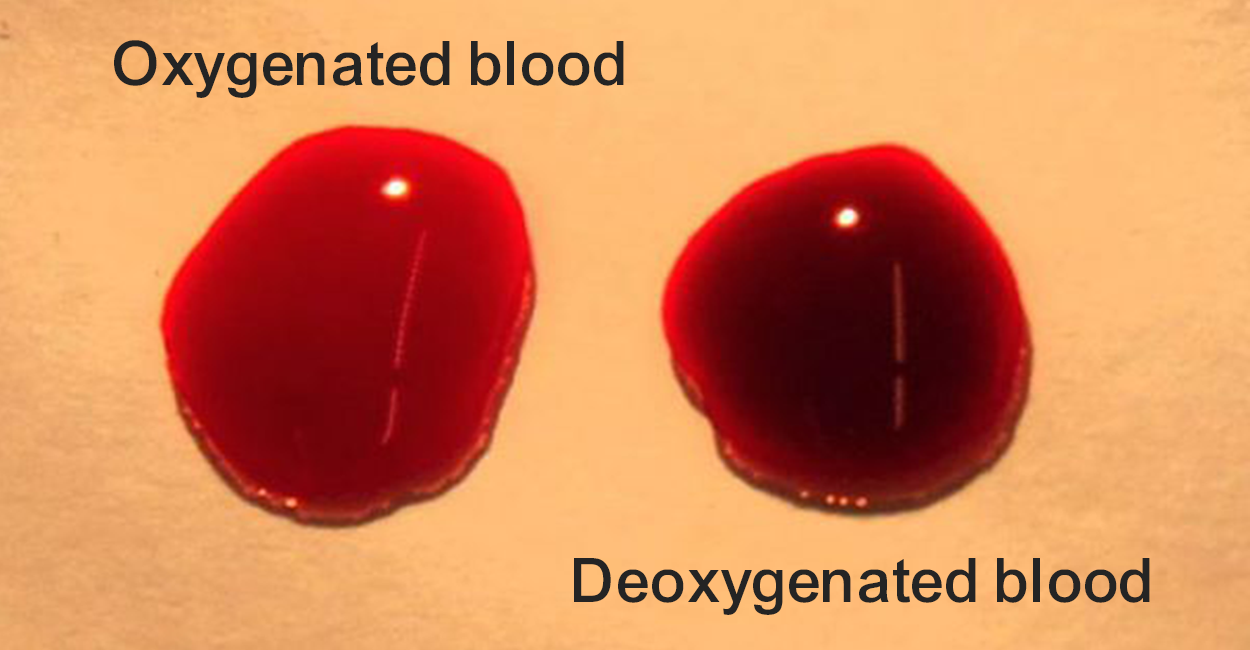 Two drops of blood are shown with a bright red oxygenated drop on the left and a deoxygenated blood on the right.