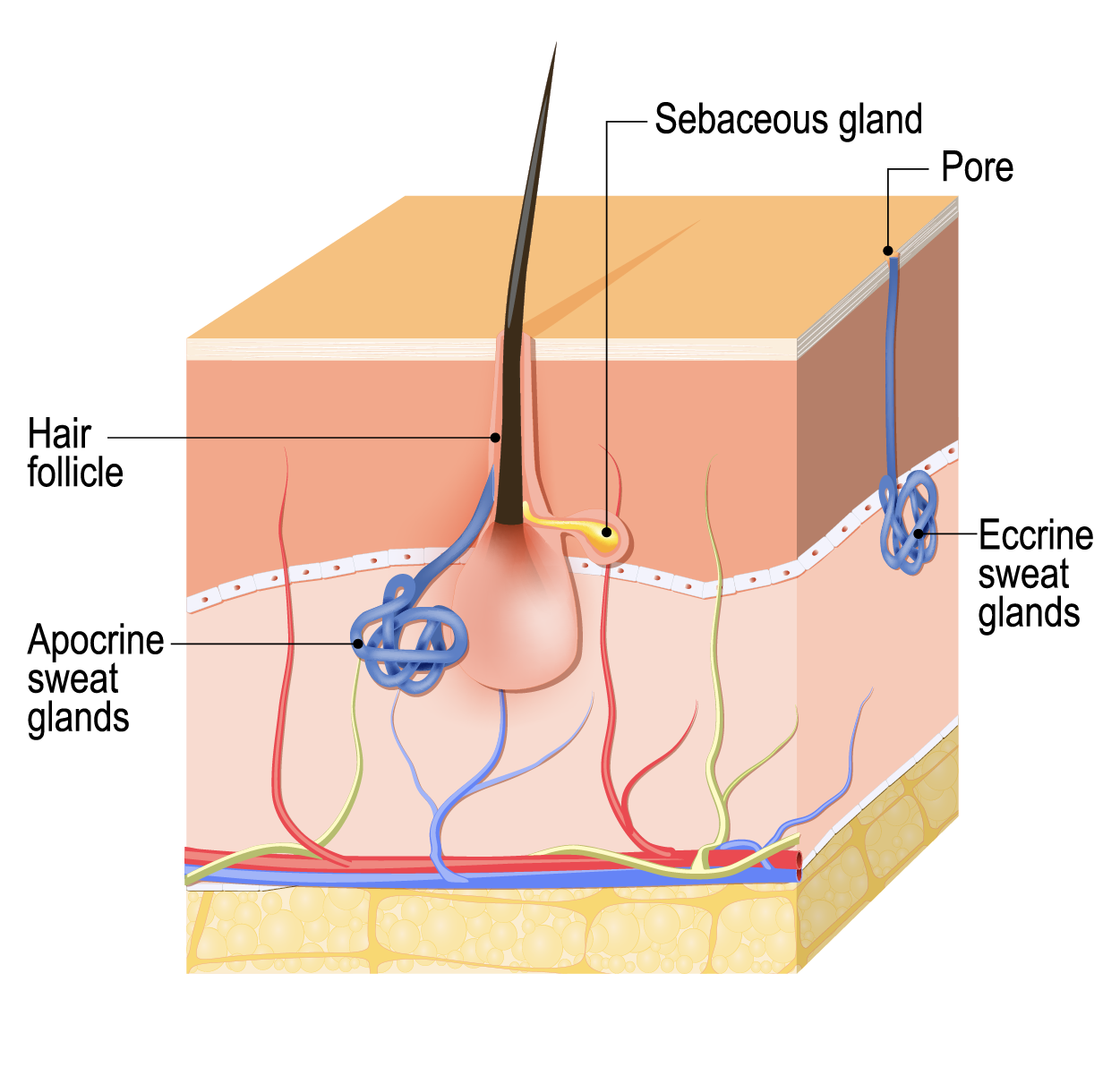 Accessory Structures Of The Skin Tutorial Sophia Learning accessory-structures-of-the-skin-tutorial-sophia-learning