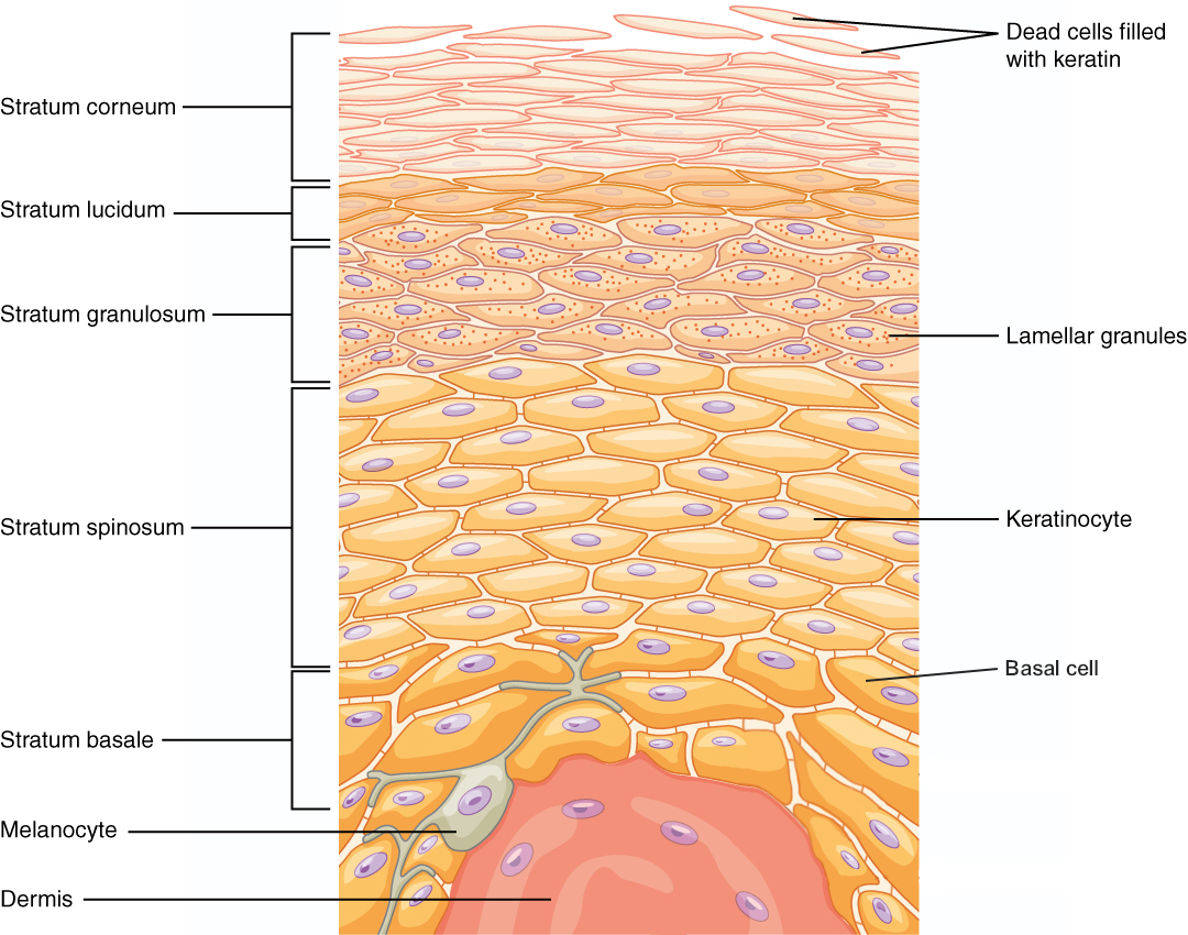 This illustration shows a cross-section of the epidermis. The cells of the innermost layer, the stratum basale, are large and have a purple nucleus. The stratum basale curls around the dermis, which projects into the epidermis. The stratum basale contains four layers of large, triangle-shaped keratinocytes. Fibers are visible within the spaces between keratinocytes in the stratum basale. A melanocyte is also present in this layer. The melanocyte possesses finger-like projections extending from its main cell body. The projections branch through the extracellular spaces between nearby keratinocytes. Above the stratum basale is the stratum spinosum which consists of 8 layers of oval-shaped keratinocytes. The nucleus is present in these keratinocytes but has faded to a lighter purple. The stratum granulosum contains five layers of keratinocytes, each containing spots in its cytoplasm, labeled the lamellar granules. The stratum lucidium contains 4 layers of diamond-shaped cells with no nucleus. The stratum corneum contains 9 layers of keratinocytes with no nucleus or cytoplasm. A few of the cells in the topmost layer of the stratum corneum are flaking off from the skin.