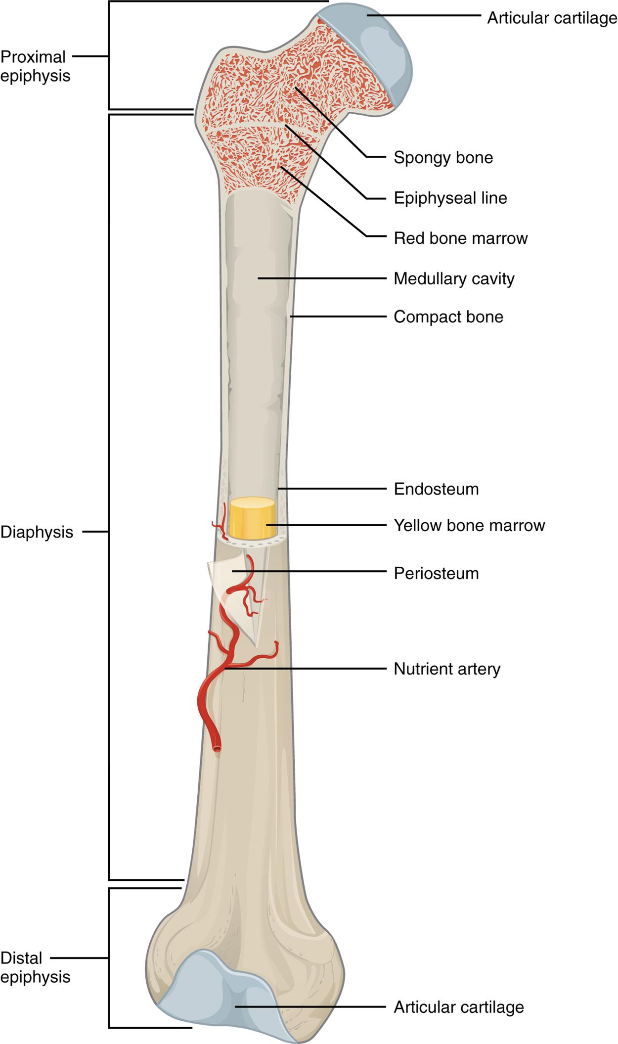 This illustration depicts an anterior view of the right femur, or thigh bone. The inferior end that connects to the knee is at the bottom of the diagram and the superior end that connects to the hip is at the top of the diagram. The bottom end of the bone contains a smaller lateral bulge and a larger medial bulge. A blue articular cartilage covers the inner half of each bulge as well as the small trench that runs between the bulges. This area of the inferior end of the bone is labeled the distal epiphysis. Above the distal epiphysis is the metaphysis, where the bone tapers from the wide epiphysis into the relatively thin shaft. The entire length of the shaft is the diaphysis. The superior half of the femur is cut away to show its internal contents. The bone is covered with an outer translucent sheet called the periosteum. At the midpoint of the diaphysis, a nutrient artery travels through the periosteum and into the inner layers of the bone. The periosteum surrounds a white cylinder of solid bone labeled compact bone. The cavity at the center of the compact bone is called the medullary cavity. The inner layer of the compact bone that lines the medullary cavity is called the endosteum. Within the diaphysis, the medullary cavity contains a cylinder of yellow bone marrow that is penetrated by the nutrient artery. The superior end of the femur is also connected to the diaphysis by a metaphysis. In this upper metaphysis, the bone gradually widens between the diaphysis and the proximal epiphysis. The proximal epiphysis of the femur is roughly hexagonal in shape. However, the upper right side of the hexagon has a large, protruding knob. The femur connects and rotates within the hip socket at this knob. The knob is covered with a blue-colored articular cartilage. The internal anatomy of the upper metaphysis and proximal epiphysis are revealed. The medullary cavity in these regions is filled with mesh-like spongy bone. Red bone marrow occupies the many cavities within the spongy bone. There is a clear, white line separating the spongy bone of the upper metaphysis with that of the proximal epiphysis. This line is labeled the epiphyseal line.