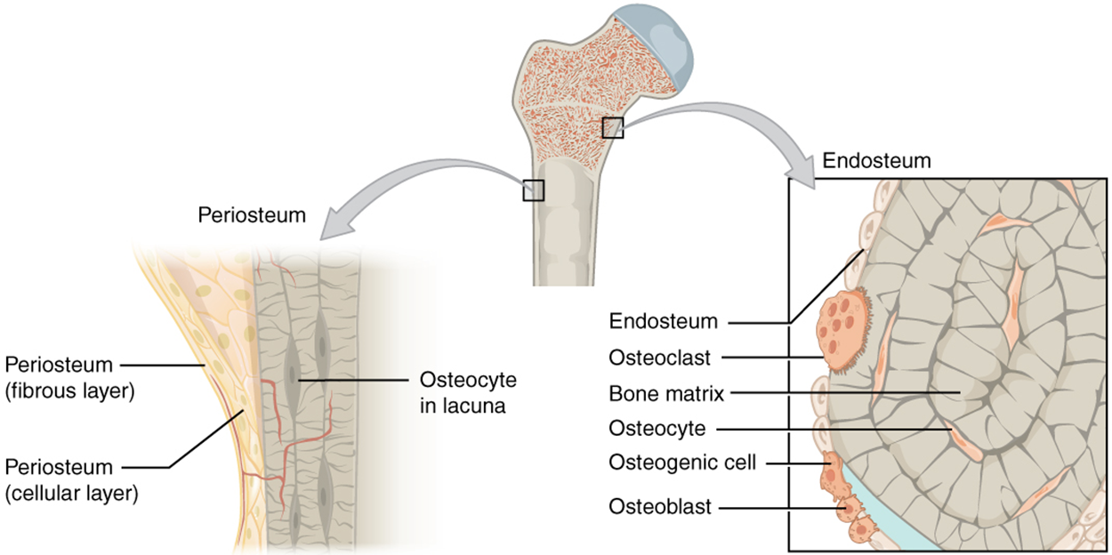 The top of this illustration shows an anterior view of the proximal end of the femur. The top image has two zoom-in boxes. The left box is situated on the border between the diaphysis and the metaphysis. Its callout magnifies the periosteum on the right side of the femur. The view shows that the periosteum contains an outer fibrous layer composed of yellow fibers. The inner layer of the periosteum is called the cellular layer, which is composed of irregularly shaped cells. The cellular layer gradually shrinks in width as it transitions from the metaphysis to the diaphysis. A small blood vessel runs through both layers and enters the bone. The right zoom-in box magnifies the endosteum on the left side of the bone. The box is situated just inferior to the border between the diaphysis and the metaphysic. It calls out the inner edge of the compact bone layer. The magnified view shows concentric circles of dark-colored bone matrix. Between the circles are small cavities containing orange, diamond-shaped cells labeled osteocytes. The left edge of the bone matrix is lined with a single layer of flattened cells called the endosteum. There is a large cell, labeled an osteoclast, between two of the endosteum cells. The osteoclast is cutting a depression into the bony matrix under the endosteum. At another part of the endosteum, three smaller osteoblasts are secreting a blue substance that builds up the outermost layer of the bony matrix.