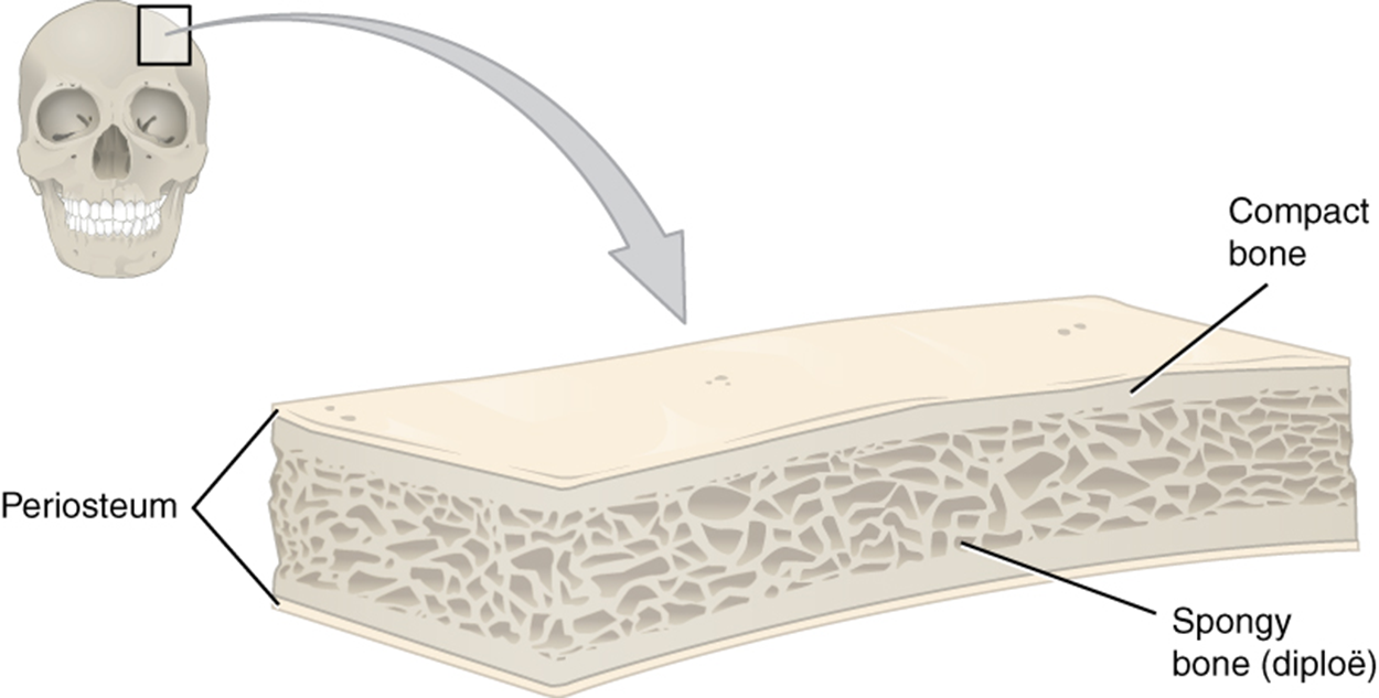 This illustration shows a cross section of a cranial bone, constructed somewhat like a sandwich. The topmost and bottommost layers are the thin, translucent, periosteum. The upper and lower periosteum cover an upper and lower layer of compact bone, respectively. The compact bone is solid, with each layer occupying about one-tenth of the thickness of the cranial bone. The majority of the cross section is occupied by the spongy bone, or diploe, sandwiched between the upper and lower compact bone. The spongy bone contains many crisscrossing threads of bone. Dark air spaces occur between the threads, giving the bone a porous appearance, much like that of a sponge or Swiss cheese.