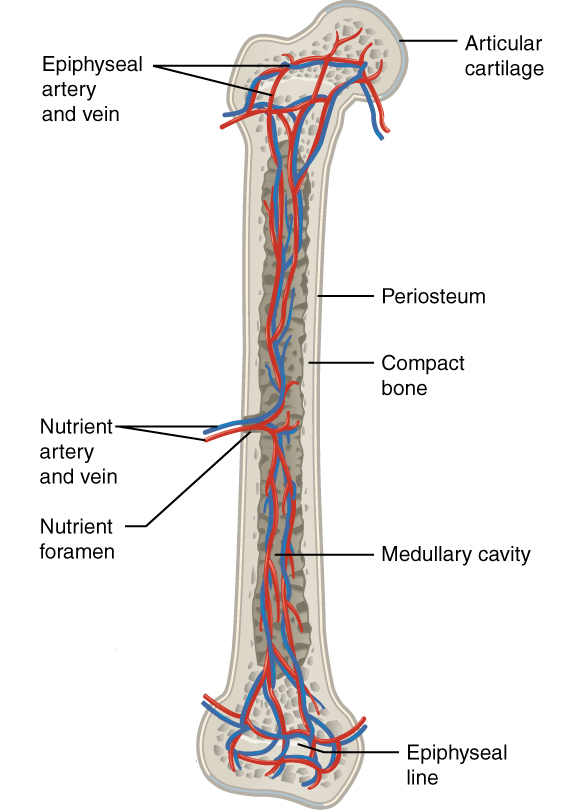 This illustration shows an anterior view of the right femur. The femur is split in half lengthwise to show its internal anatomy. The outer covering of the femur is labeled the periosteum. Within it is a thin layer of compact bone that surrounds a central cavity called the medullary or marrow cavity. This cavity is filled with spongy bone at both epiphyses. A nutrient artery and vein travel through the periosteum and compact bone at the center of the diaphysis. After entering the bone, the nutrient arteries and veins spread throughout the marrow cavity in both directions. Some of the arteries and veins in the marrow cavity also spread into the spongy bone within the distal and proximal epiphyses. However, additional blood vessels called the metaphyseal arteries and the metaphyseal veins enter into the metaphysis from outside of the bone.