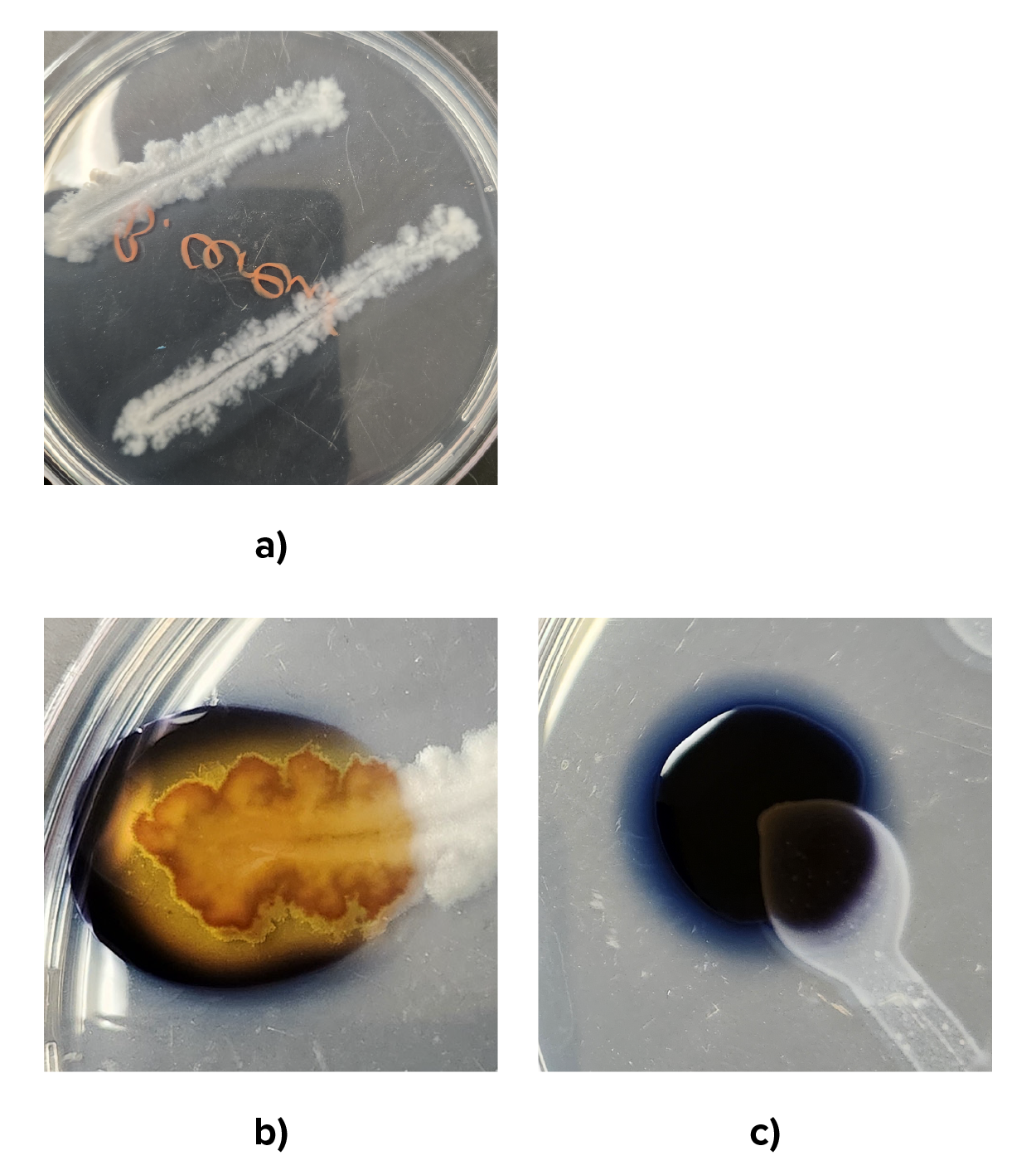 Two agar plates are shown. The left-hand plate, labeled a, shows a roughly horizontal streak of bacterial growth with irregular edges. The surrounding agar is black, but there is yellow around the edges and interior of the bacterial growth. The right-hand plate, labeled b, shows a similar horizontal streak of bacterial growth that is almost as black as the surrounding agar.