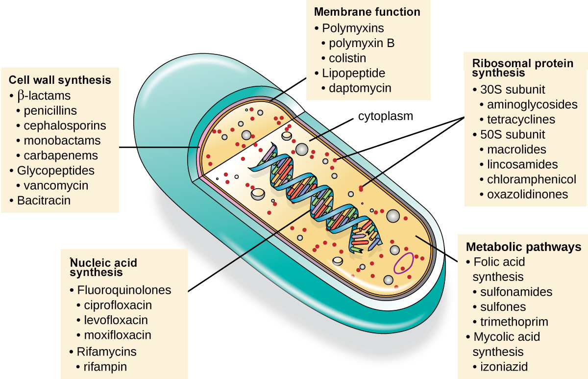 An illustration of a cell is shown with a view inside. The double helix is visible in the center, and a label points to it indicating DNA synthesis, fluoroquinolones, ciprofloxacin, levofloxacin, moxifloxacin, RNA synthesis, Rifamycins, and rifampin. Another label points to cell wall synthesis and indicates beta lactams, penicillins, cephalosporins, monobactams, carbapenems, glycopepties, vancomycin, and bacitracin. A third label points to the membrane function and indicates polymyxins, polymyxin B, colistin, lipopeptide, and daptomycin. Within the cytoplasm, another label points to Ribosomal protein synthesis, which includes 30s subunit, aminoglycosides, tetracyclines, 50s subunit, macrolides, lincosamides, chloramphenicol, and oxazolidinones. The final label points to the metabolic pathways and indicates folic acid synthesis, sulfonamides, sulfones, trimethoprim, mycolic acid synthesis, and izoniazid.