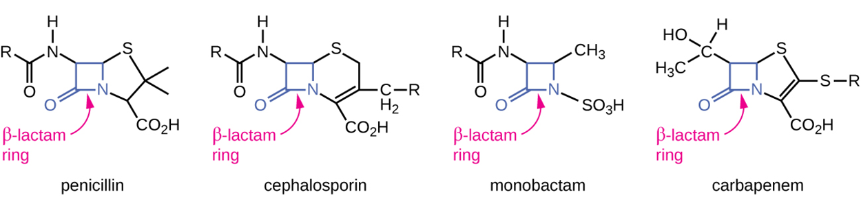 Diagrams of various antibiotics. All have a beta-lactam ring which is a square made of 3 carbons and a nitrogen; one of the carbons has a double-bonded O. The antibiotics shown are penicillin, cephalosporin, monobactam, and carbapenem.