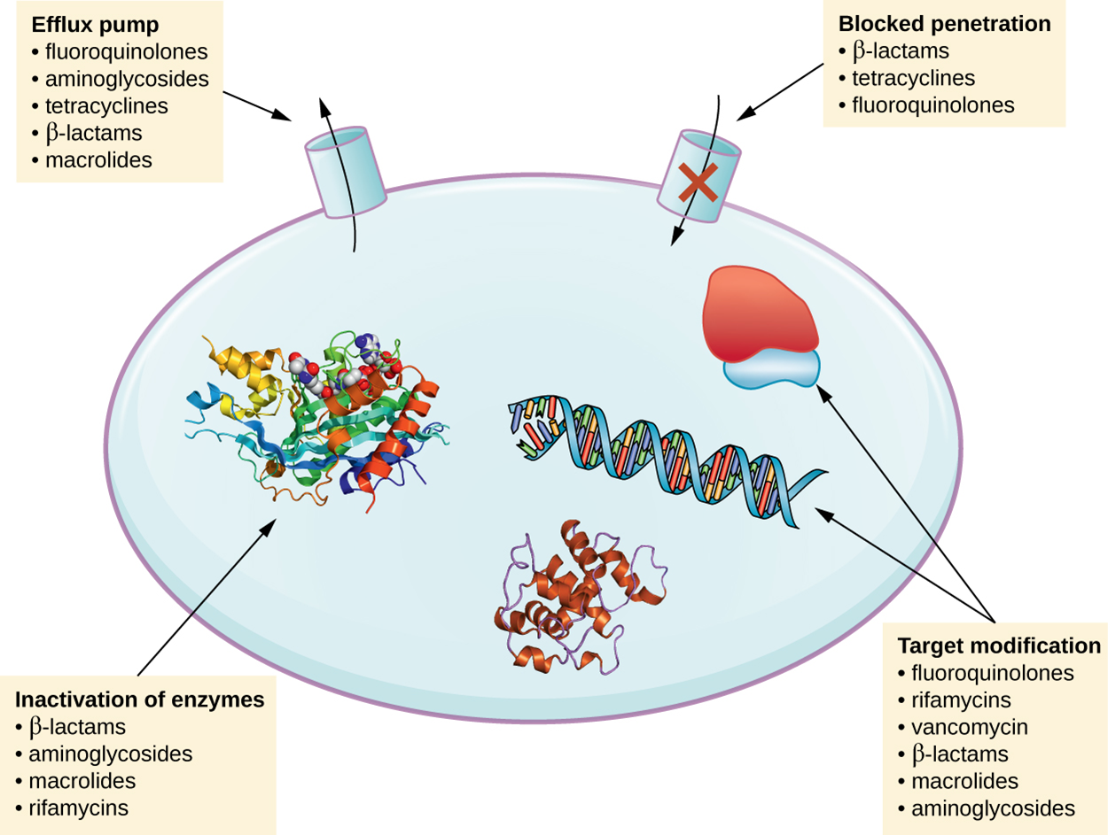 Mechanisms of resistance. Efflux pump (pumping drugs out of the cell): fluoroquinolones, aminoglycosides, tetracyclines, Beta-lactams, macrolides. Blocked penetration (not letting drugs into the cell): beta-lactams, tetracyclines, fluoroquinolones. Target modification (changing the target of the drug such as ribosomes or DNA): fluoroquinolones, rifamycins, vancomycin, beta-lactams, macrolides, aminoglycosides. Inactivating enzyme (enzyme that breaks down the drug): beta-lactams, aminoglycosides, macrolides, rifamycins.