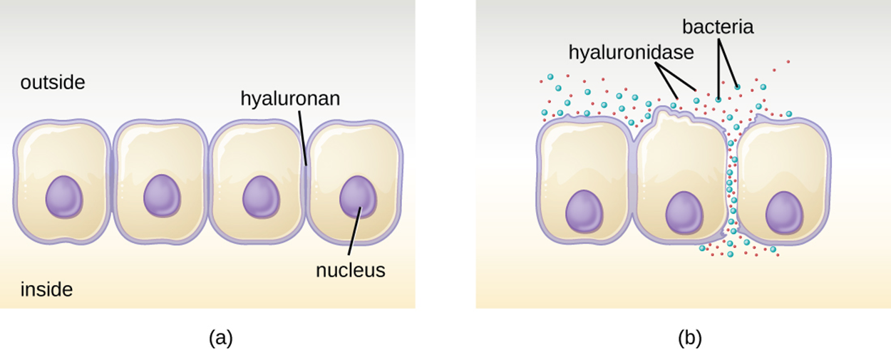 (a) A diagram of epithelial cells that are connected along their membranes. Hyaluronidases enter at these connection points. (B) After the hyaluronidases break down the connections between the cells, bacteria can flow through the openings.