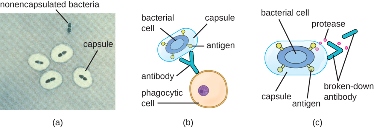 (A) a micrograph showing nonencapsulated cells as blue ovals on a light background. Encapsulated cells have a thick clear ring around the blue cells. (B) Antibodies on phagocytic cells bind to antigens on the bacterial cell. Capsules on the bacterial cell cover the antigen and prevent the antibody from binding to the antigen. (C) A bacterial cell is releasing small dots labeled proteases that are breaking down an antibody.