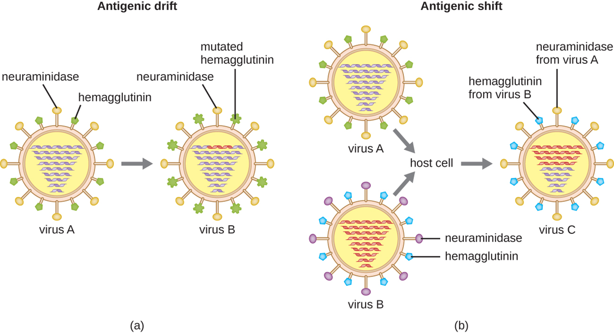 (A) antigenic drift results from genetic mutations. Virus A is shown with different shaped pieces on the outside labeled neuraminidase and hemagglutinin. The mutated hemagglutinin has a different shape. (B) Antigenic shift results from genetic reassortment. Virus A has green hemagglutinin and orange neuraminidase on the outside. Virus B has purple neuraminidase and blue hemagglutinin. These both enter the same host cell. Virus C is then produced which has the neuraminidase from virus A and the hemagglutinin from virus B.