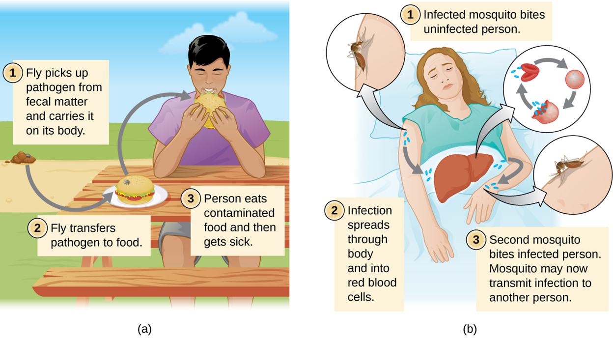 (a) Step 1: fly picks up a pathogen from fecal matter and carries it on its body. Step 2: Fly transfers pathogen to food. Step 3: The person eats contaminated food and gets sick. (b) Step 1: Infected mosquito bites an uninfected person. Step 2: Infection spreads through the body and into red blood cells. Step 3: Second mosquito bites the infected person. The mosquito may now transmit the infection to another person.