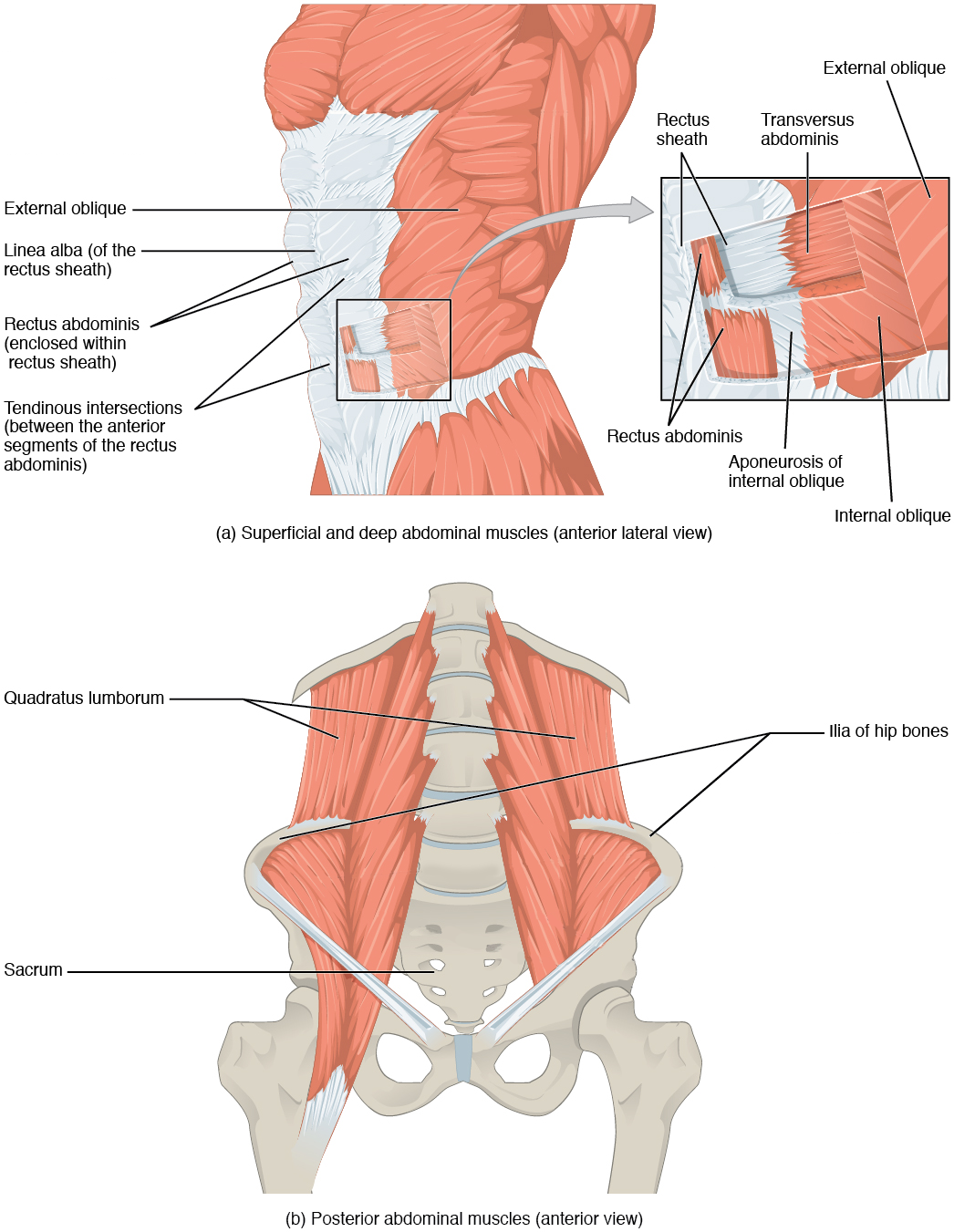 The top panel shows the lateral view of the superficial and deep abdominal muscles. The bottom panel shows the anterior view of the posterior abdominal muscles.