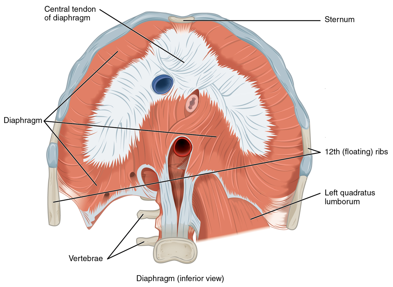 This figure shows the inferior view of the diaphragm with the major parts labeled.