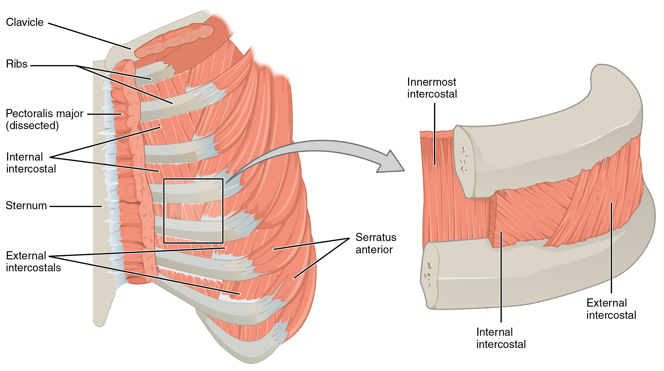 This figure shows the muscles in the thorax. The left panel shows the ribs, the major bones, and the muscles connecting them. The right panel shows a magnified view of the sternum and labels the muscles.