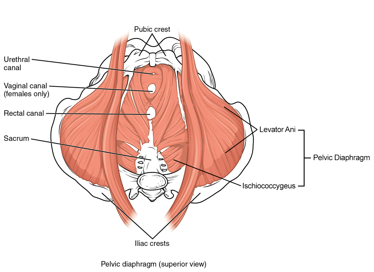 This image shows the superior view of the pelvic diaphragm.