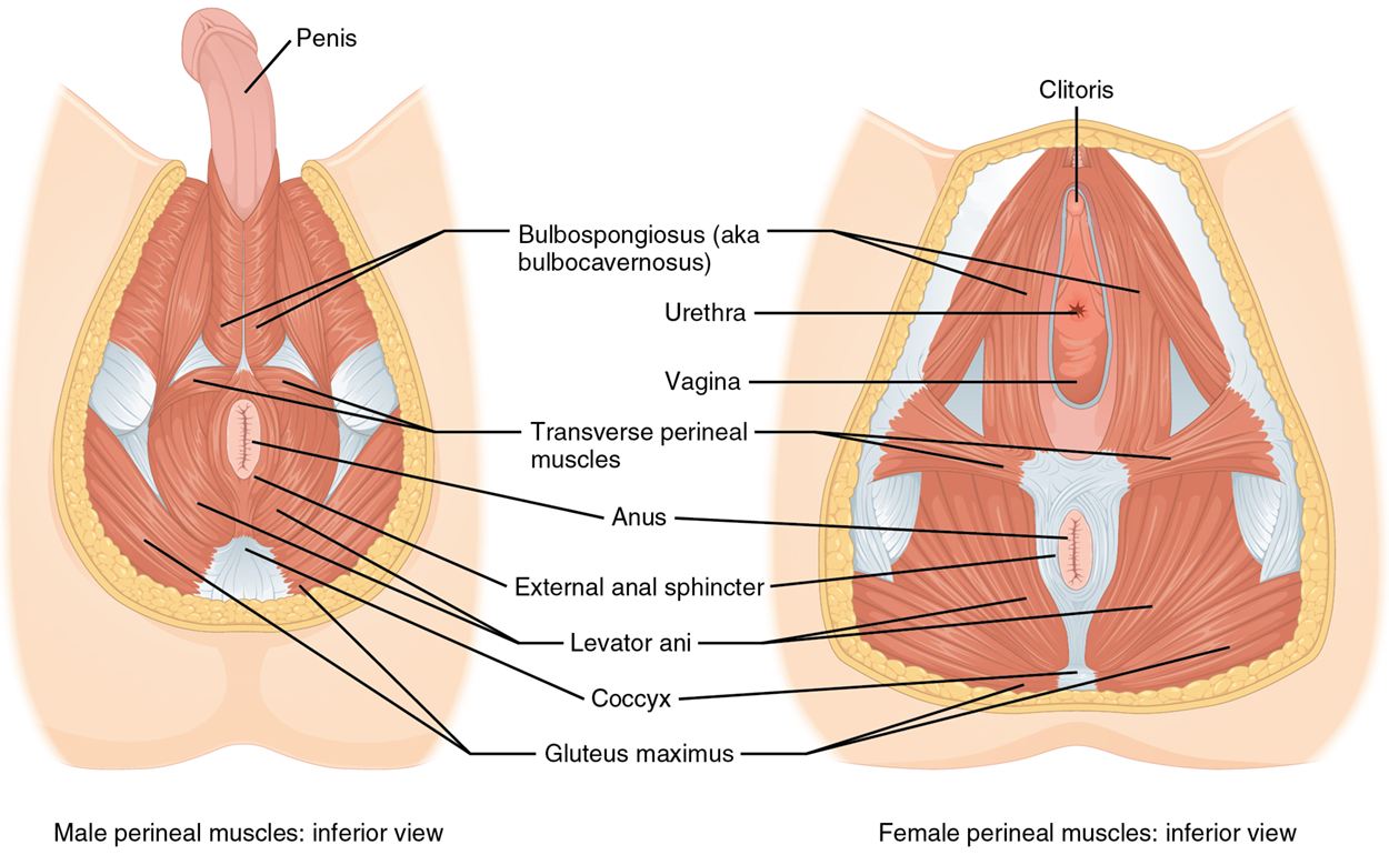 The left panel shows the muscles of the perineum in the male, and the right panel shows the muscles of the perineum in the female.