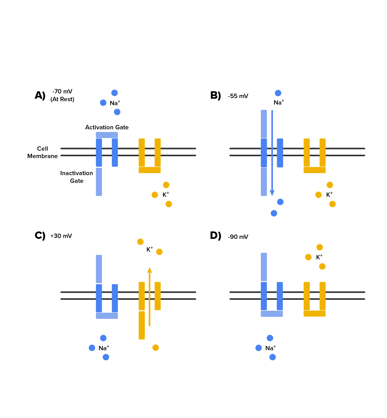 This set of 4 images shows how voltage-gated channels, in this case, the sodium-potassium pump, operate at various membrane potentials.