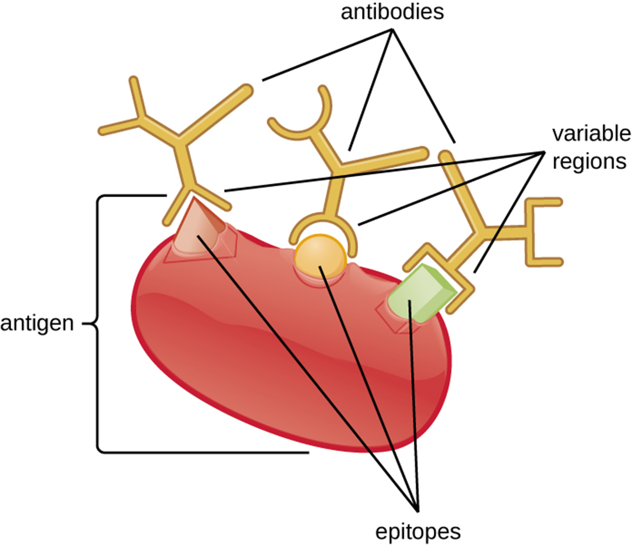 A large structure labeled antigen has different shaped pieces on it labeled epitopes. Each epitope is bound to an antibody that has a matching pocket to fit the epitope’s shape.