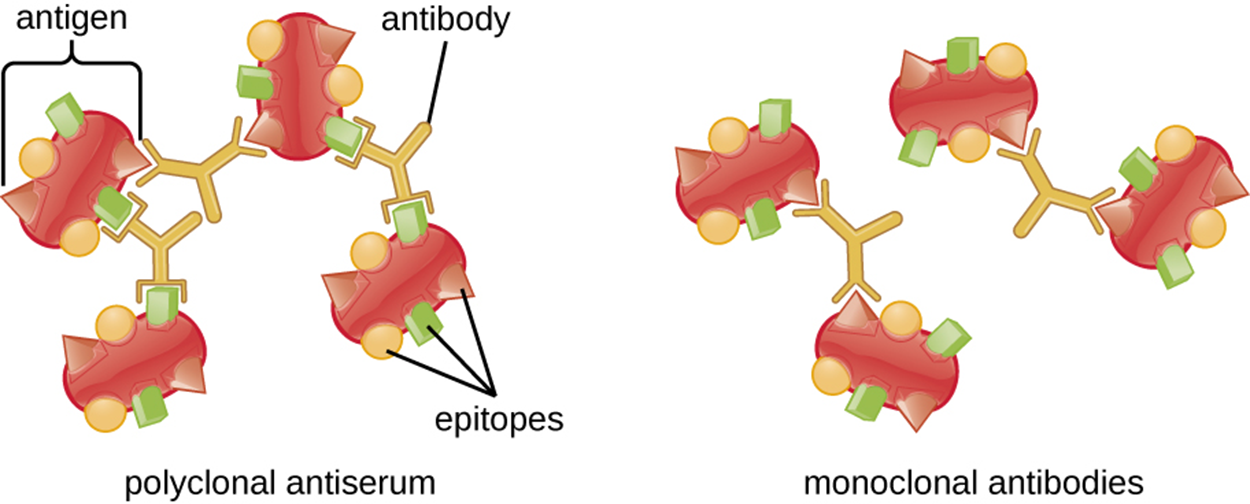 2 sets of 4 antigens. Each antigen has multiple unique epitopes on the surface. For one set of antigens, polyclonal antibodies are binding to different sets of epitopes on each antigen, linking the antigens together like a lattice. For the second set of antigens, monoclonal antibodies bind to just one of the specific unique epitopes. Because of the specificity, only 2 antigens are linked to each other, rather than forming a more complex lattice with all 4 antigens.