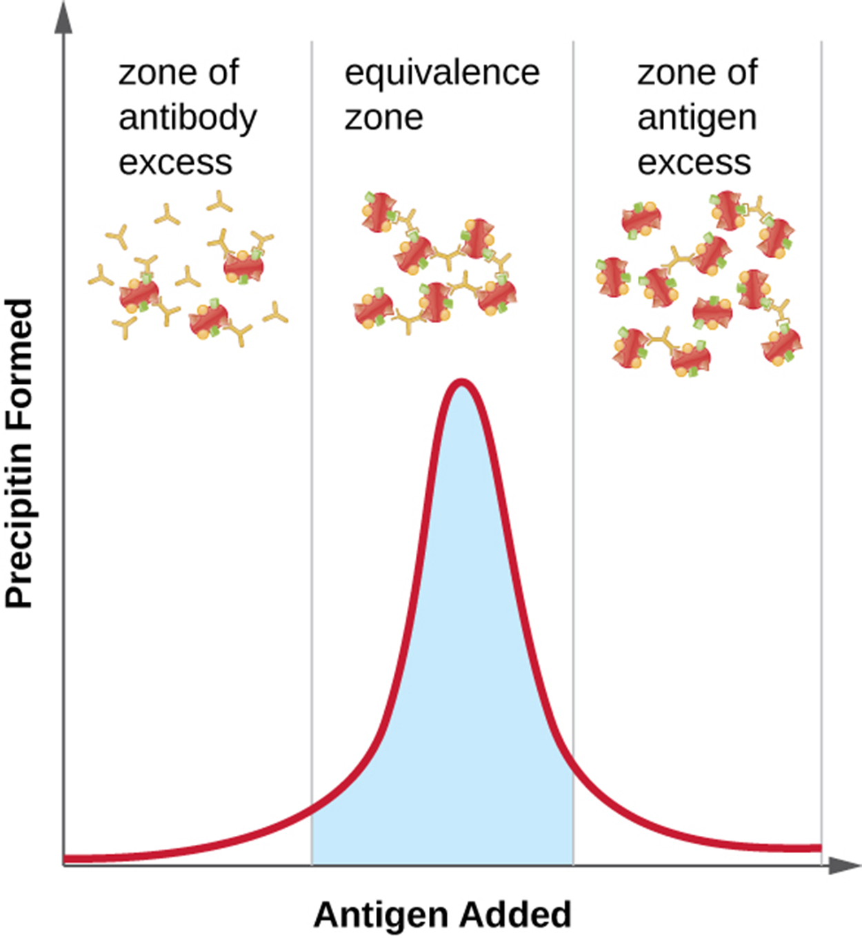 A graph; the X-axis is labeled antigen added and Y-axis is labeled precipitin formed. In the zone of antibody excess, there is more antibody than antigen. In this case, there is no precipitate. In the equivalence zone, there are approximately equal amounts of antigen and antibody. In this case, a precipitate does form. In the zone of antigen excess, there is more antigen than antibody and no precipitate forms.