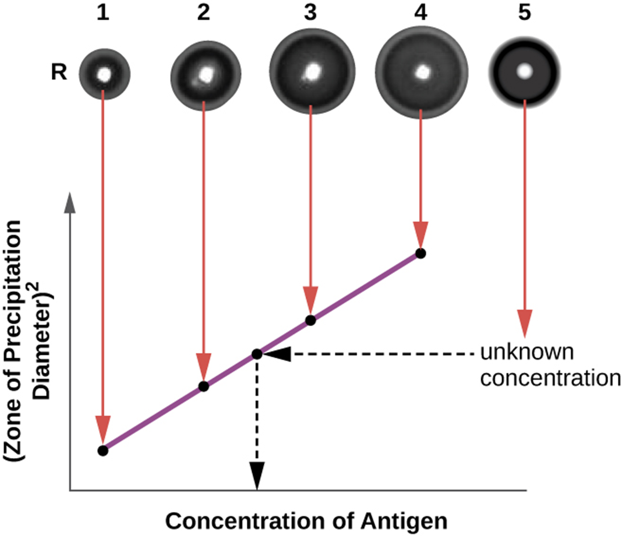 At the top is a photograph of 4 clear dots in a row. Dot 1 has a small ring around it, dot 2 has a larger ring, dot 3 has a larger ring, and dot 4 has an even larger ring. These have arrows leading to a graph that shows that the size of the ring (zone of precipitation diameter)  relates to the concentration of antigen. The lower antigen concentration results in a smaller ring.  Another dot (#5) off to the side contains an unknown antigen concentration. The size of the ring is measured and used to find the concentration of antigen. This is done by finding the ring size on the line from the graph and connecting that to the X-axis to find the concentration of antigen.