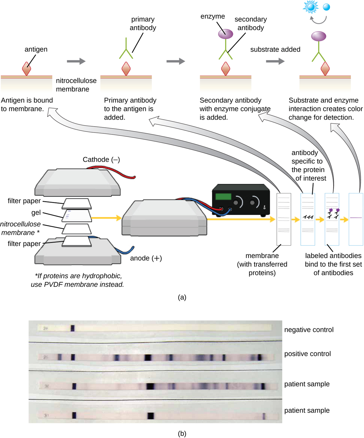 (a) A diagram showing the process of a western blot. Step 1 – a gel is on top of a nitrocellulose membrane and filter paper is on either side. This is all sandwiched between positive and negative plates. If the proteins are hydrophobic, use PVDF membrane instead of nitrocellulose. This causes the proteins to bind to the membrane. At this point there are many protein bands. Then, antibodies specific to the protein of interest are added. They bind to one of the protein bands on the membrane. Next, labeled antibodies bind to the first set of antibodies. This results in a single visible band. (b) A photo of the results shows dark bands on a white membrane.