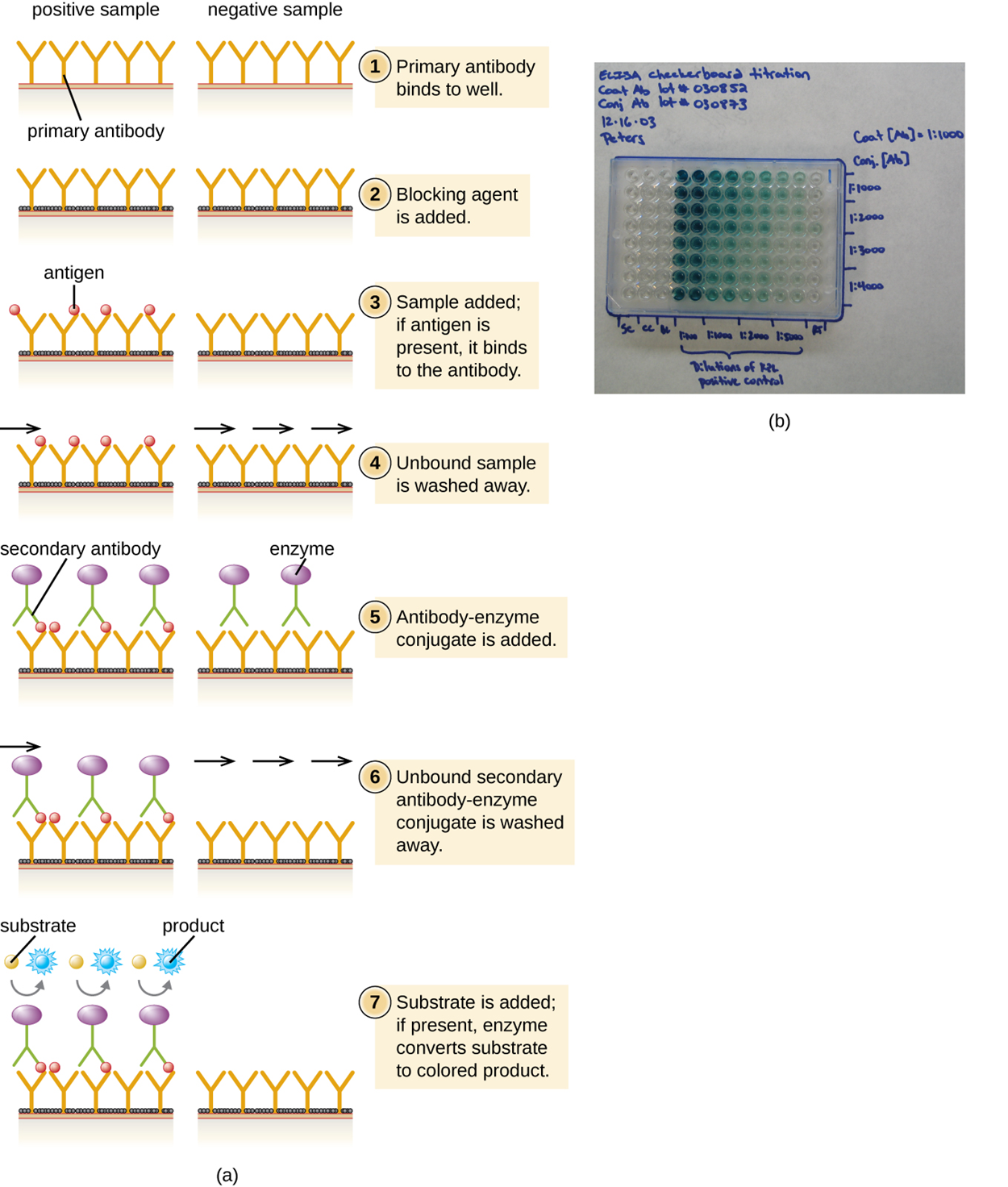 (a) Diagram of a sandwich ELISA showing what happens in both a positive and a negative sample. First, the primary antibody binds to the well. This is shown as Ys bound to a surface. Next, a blocking agent is added. This is shown as a black covering on the surface between the antibodies. Next, the sample is added; if the correct antigen is present it binds to the antibody. In the positive well, a circle binds to the antibodies; in the negative well, nothing binds to the antibodies. Next, any unbound sample is washed away. Next, the antibody–enzyme conjugate is added. This is shown in the positive well as another Y shape that binds to the circles. This new Y shape has a purple circle at the end. These antibodies are also in the negative sample but they are not attached to anything. Next, the unbound antibody–enzyme conjugate is washed away; these remain in the positive sample (because they are attached to the antigen) but are washed away in the negative sample. Finally, a substrate is added to both the positive and negative samples. The enzyme in the positive sample turns this substrate blue. (b) A plastic plate with many wells. Some are clear, some are blue.